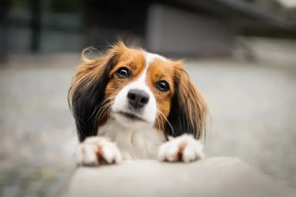 Cityshooting Hundefotografin München