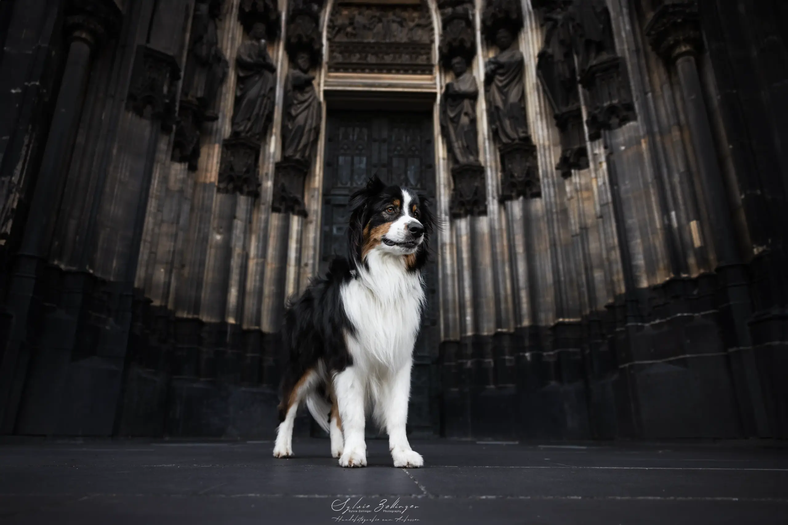Hundefotografin Muenchen Sky Koeln 240PS2 scaled