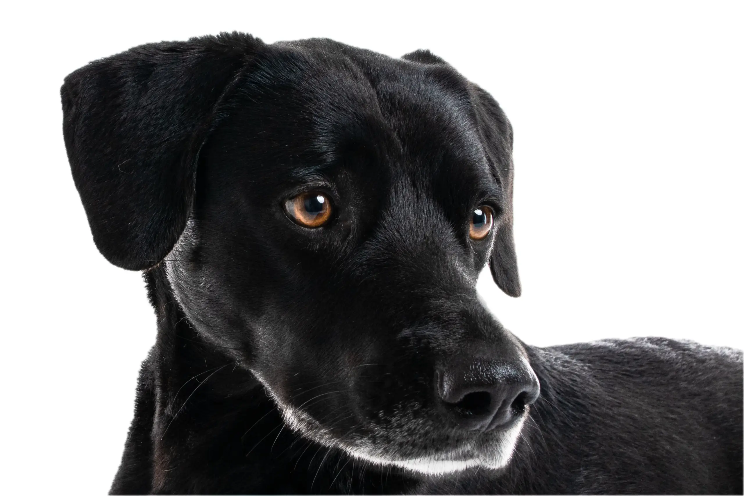 Studiofotografie Hundefotografie