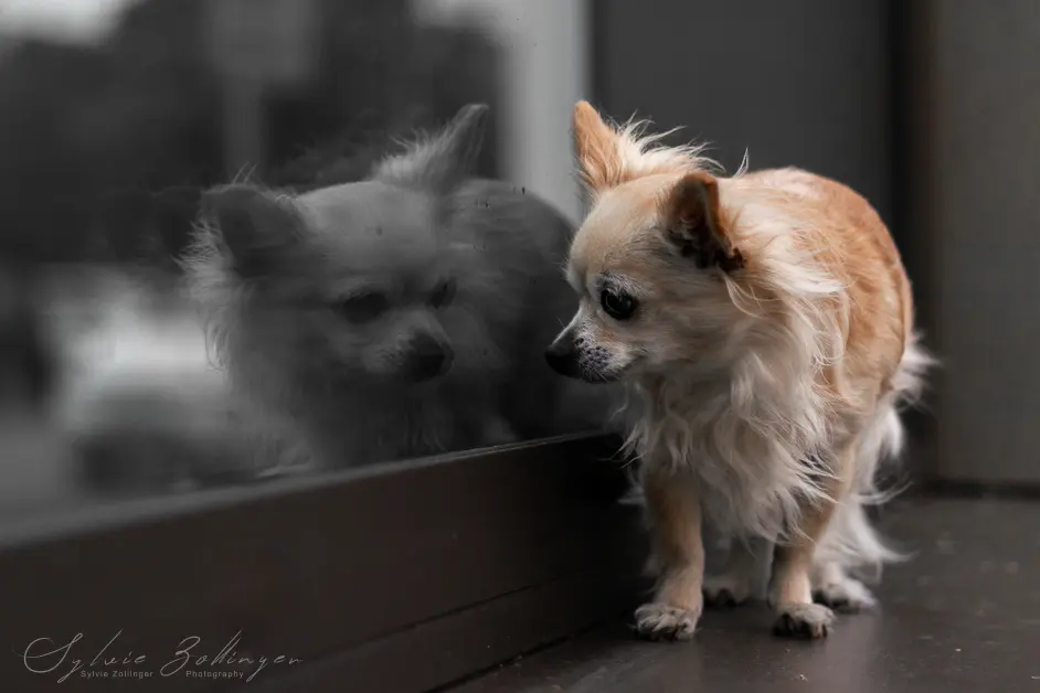 Regenbogenshooting Hundefotografie