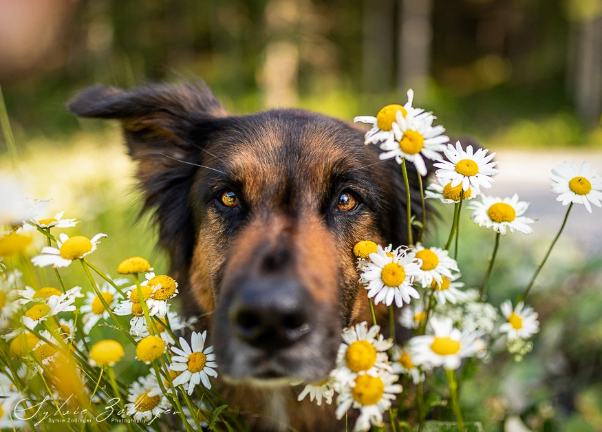 Naturshooting Hundefotografie
