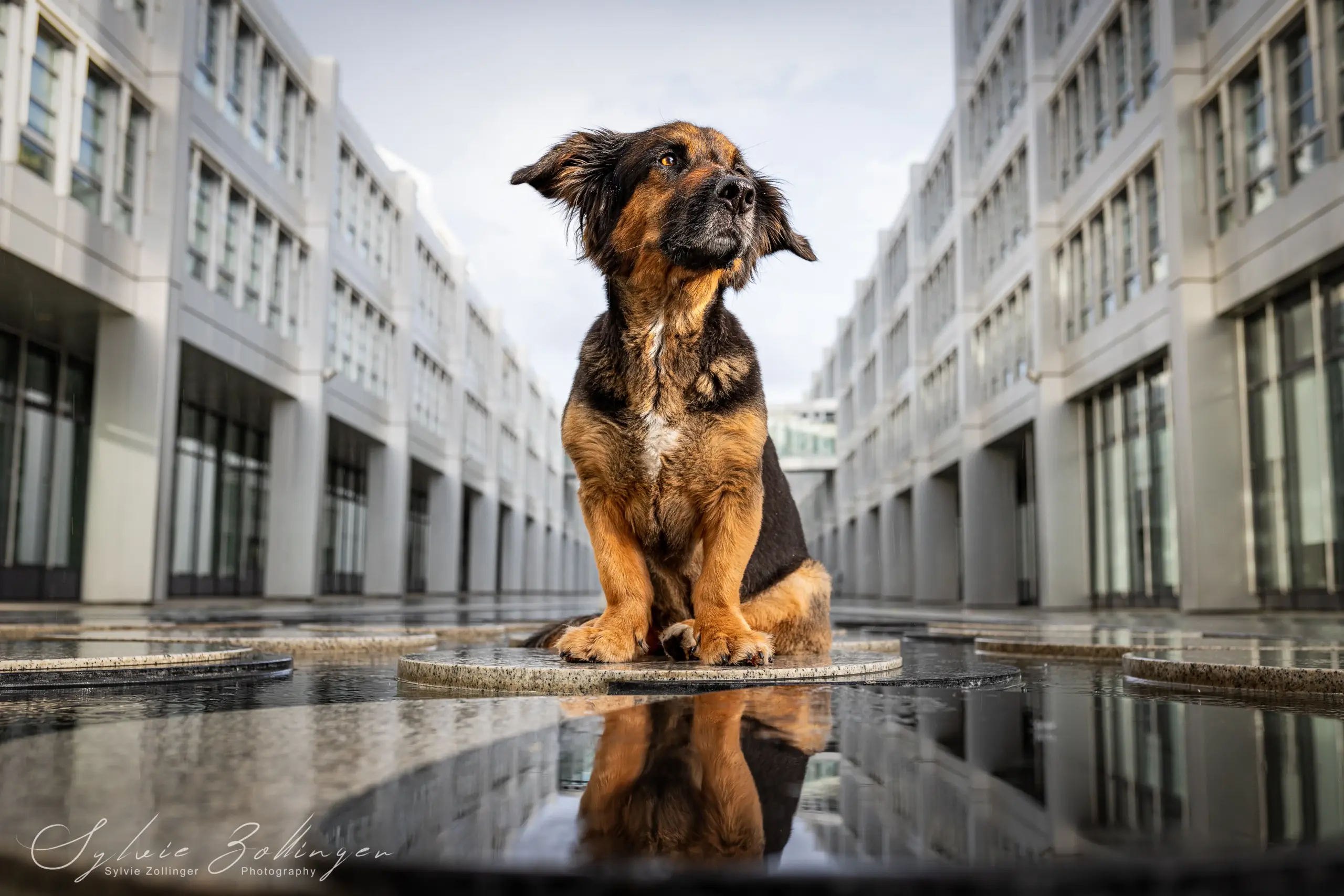 Cityshooting Hundefotografie Portraitfotografie