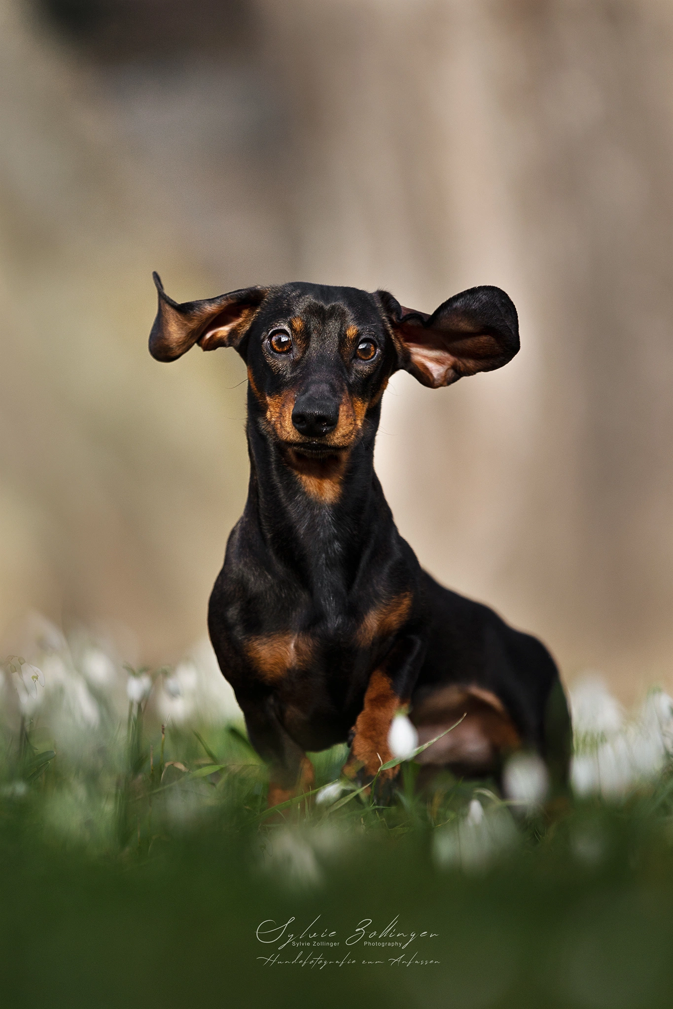 Hundefotografie Naturshooting