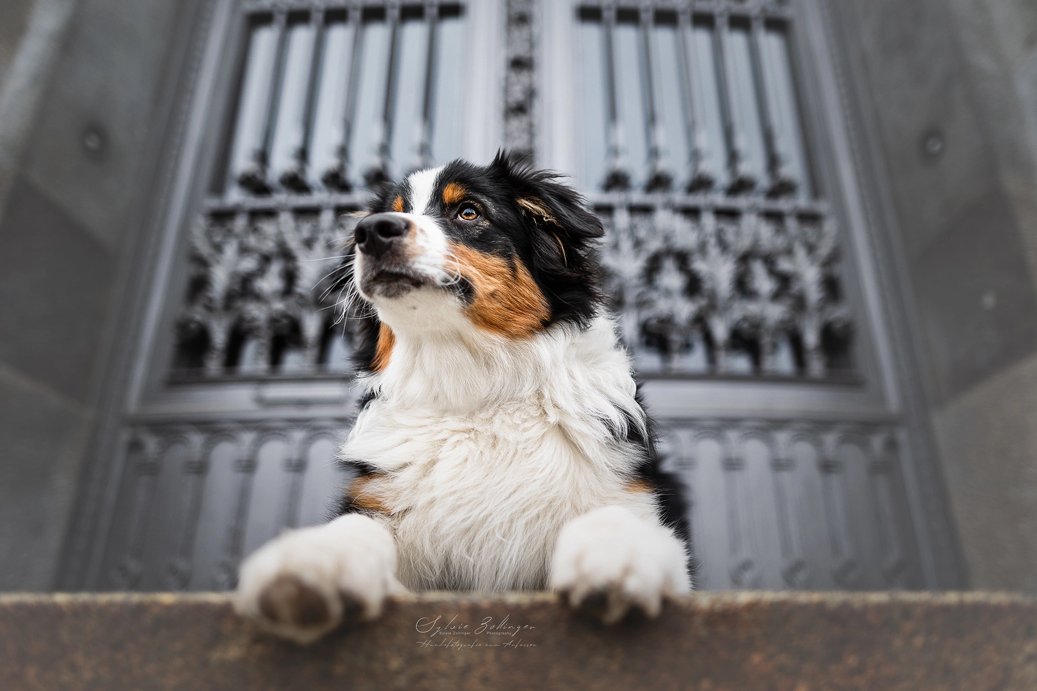 Cityshooting Hundefotografie Portraitfotografie