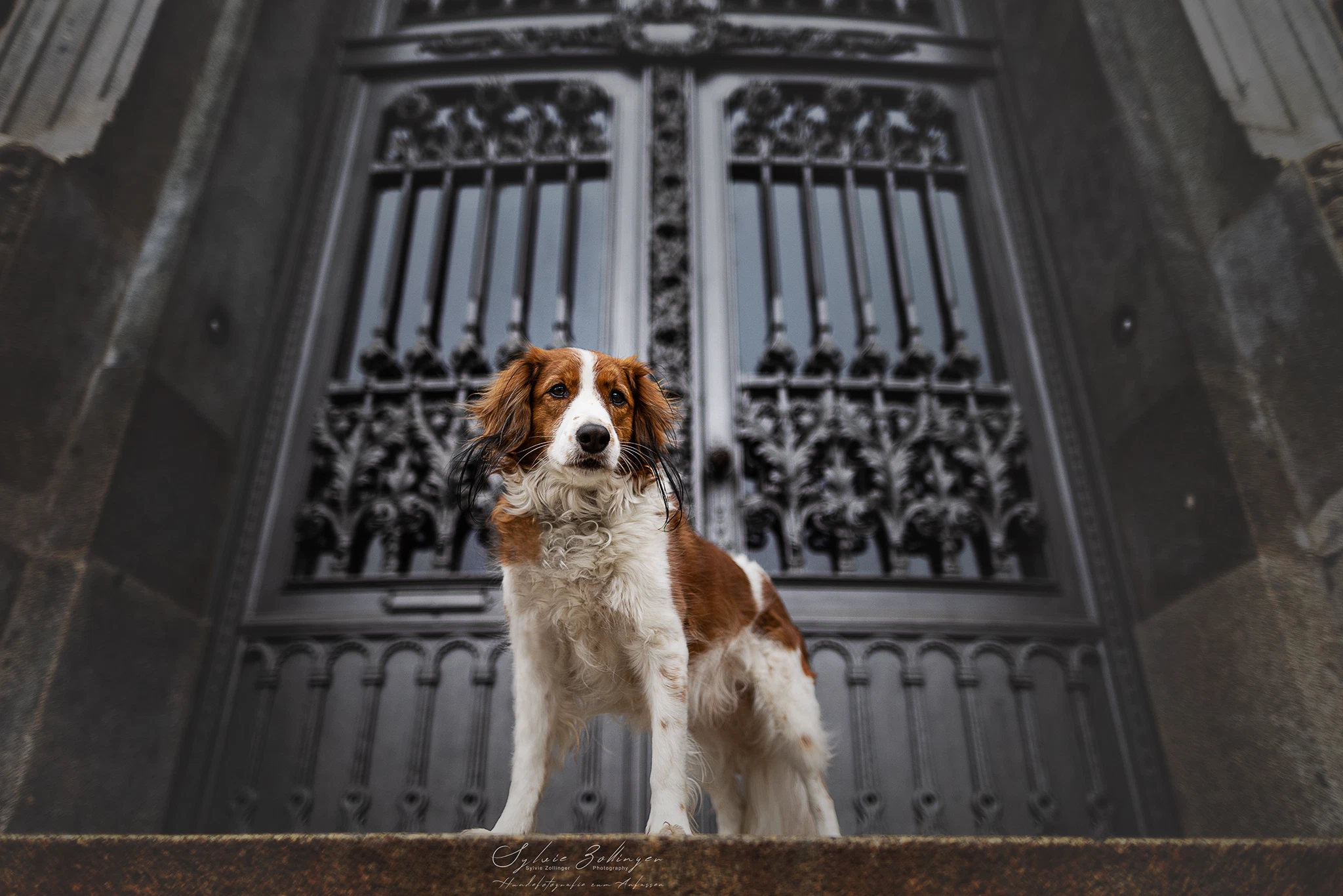 Cityshooting Hundefotografie Portraitfotografie