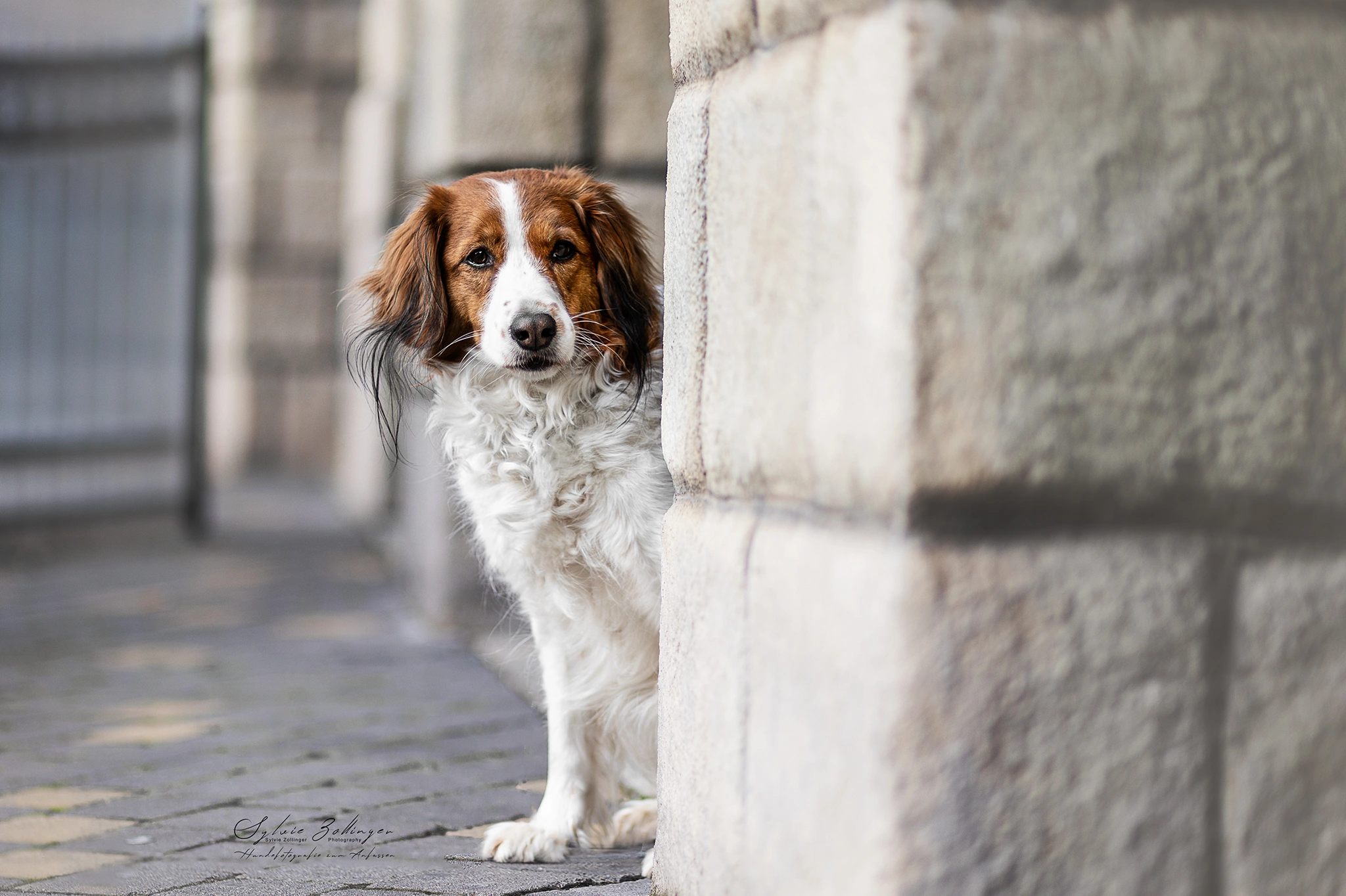 Cityshooting Hundefotografie Portraitfotografie
