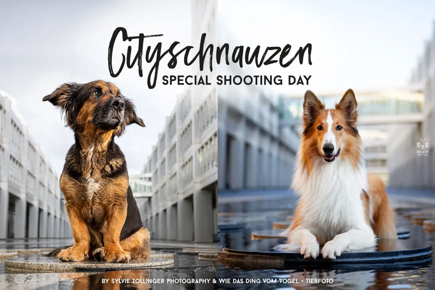 Header Cityschnauzen