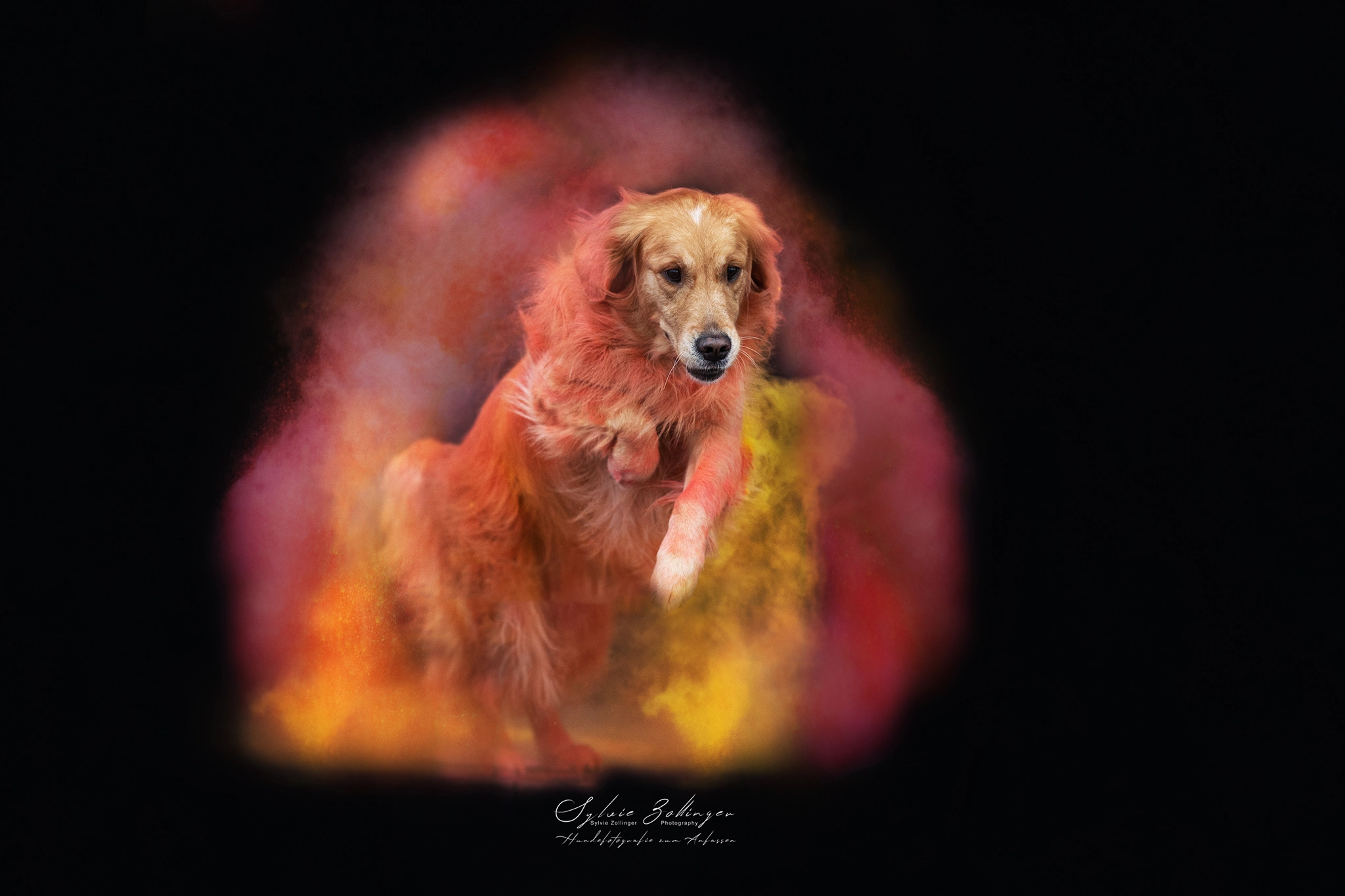 Holishooting Hundefotografie
