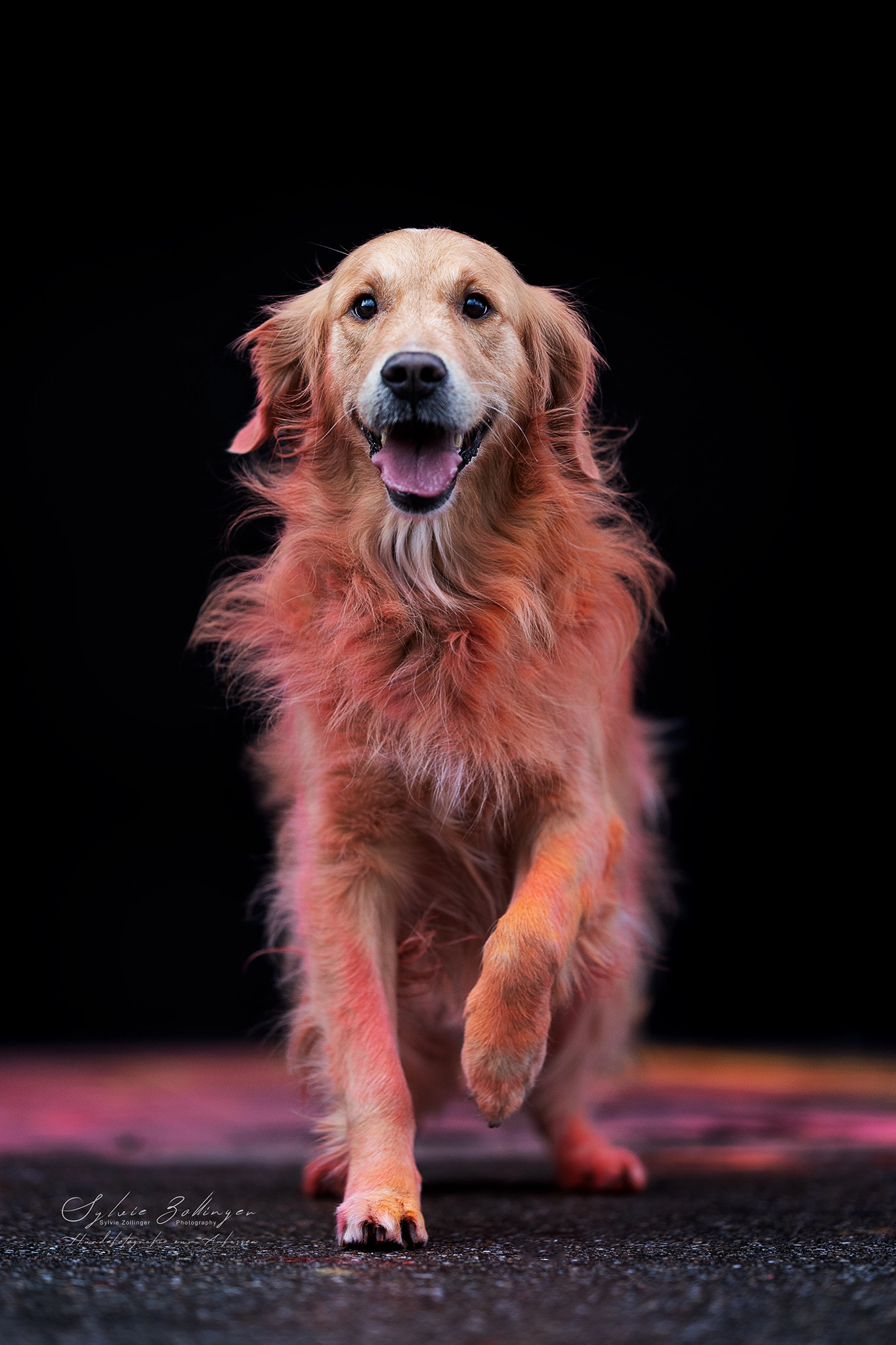 Holishooting Hundefotografie