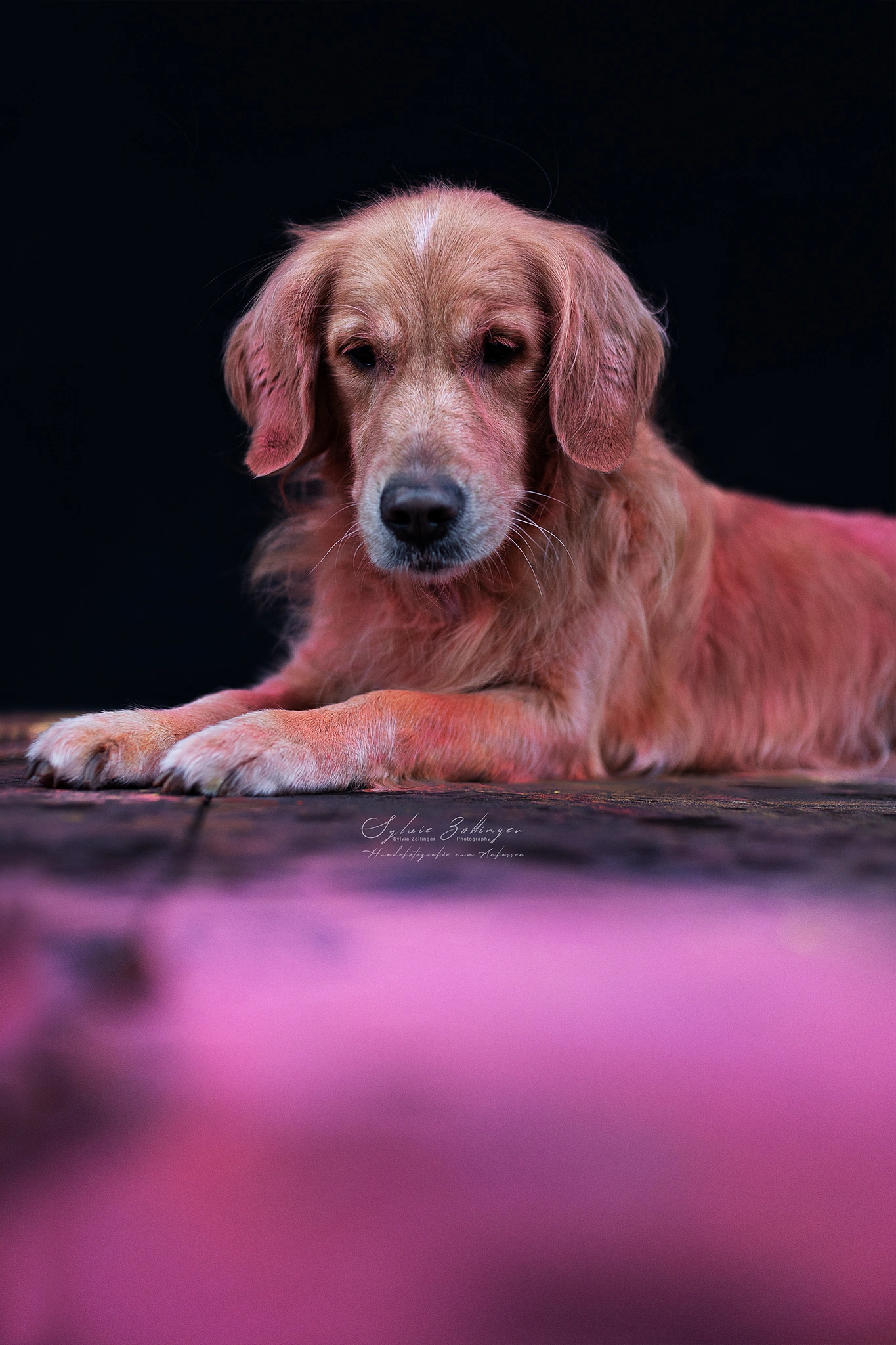 Holishooting Hundefotografie