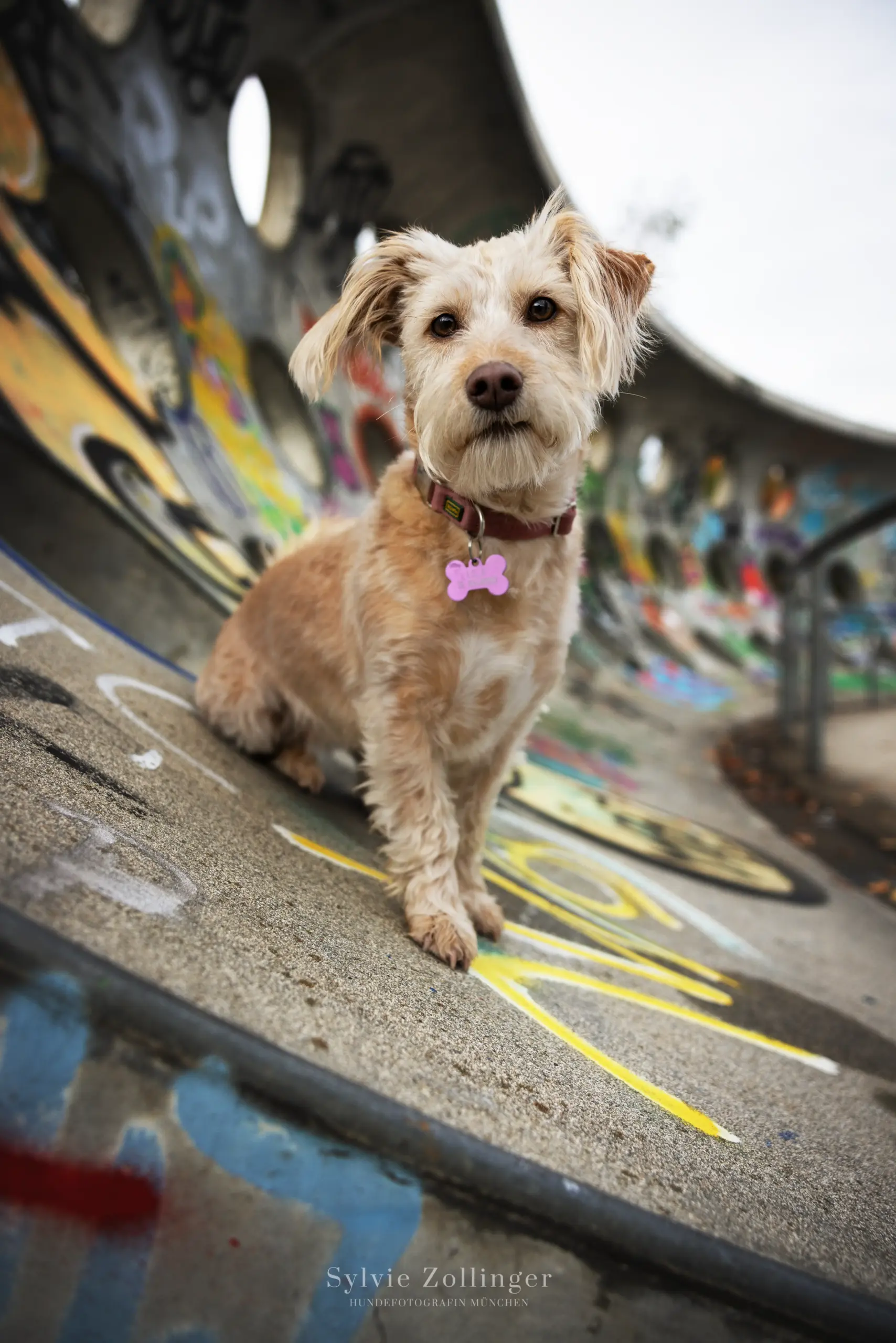 Themenshooting Skatepark Hundefotografie