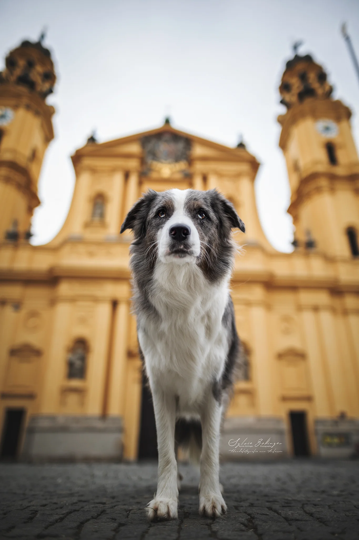 MunichCityDogs Cityshooting Hundefotografie