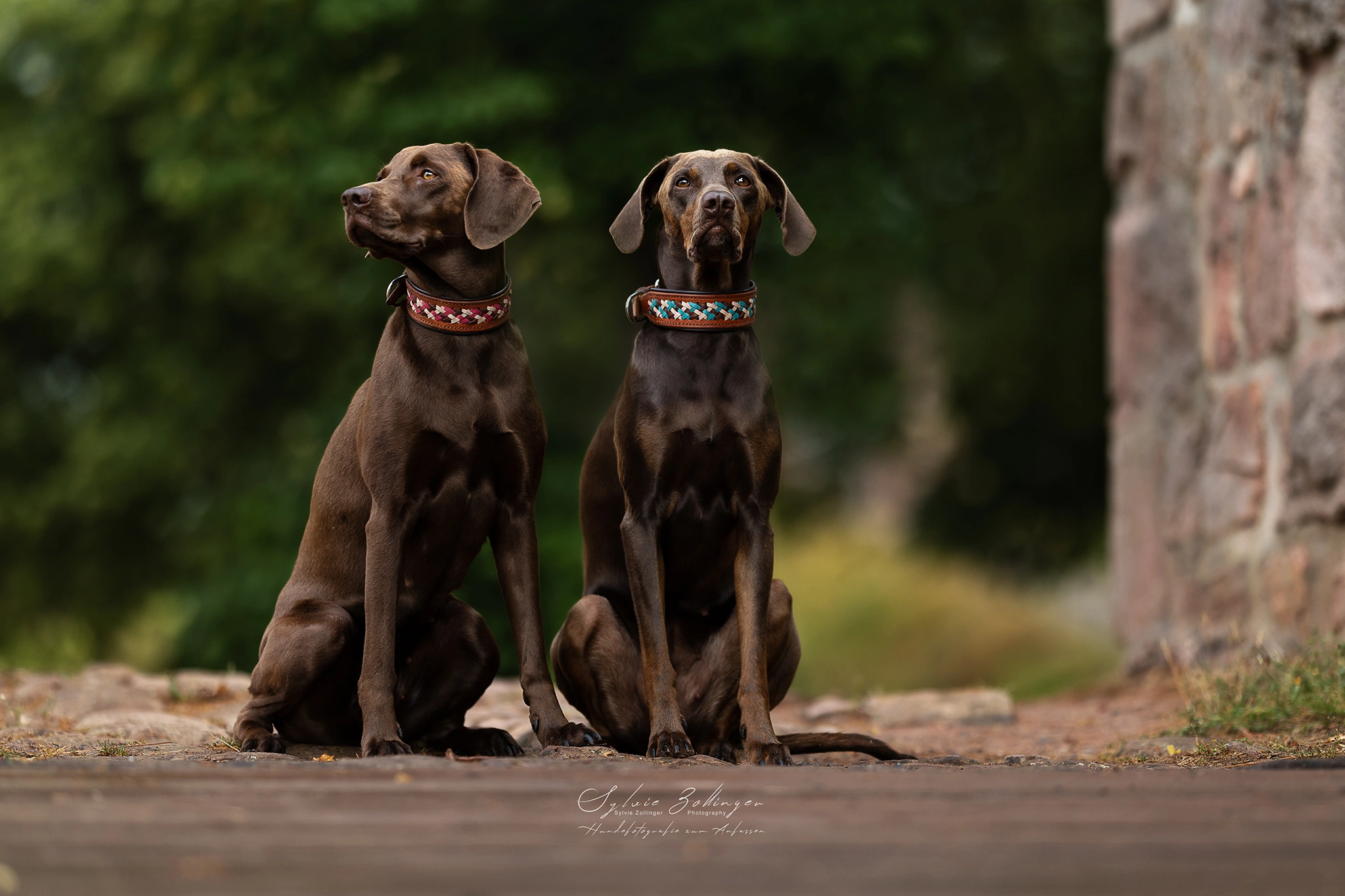 Portraitfotografie Hundefotografie