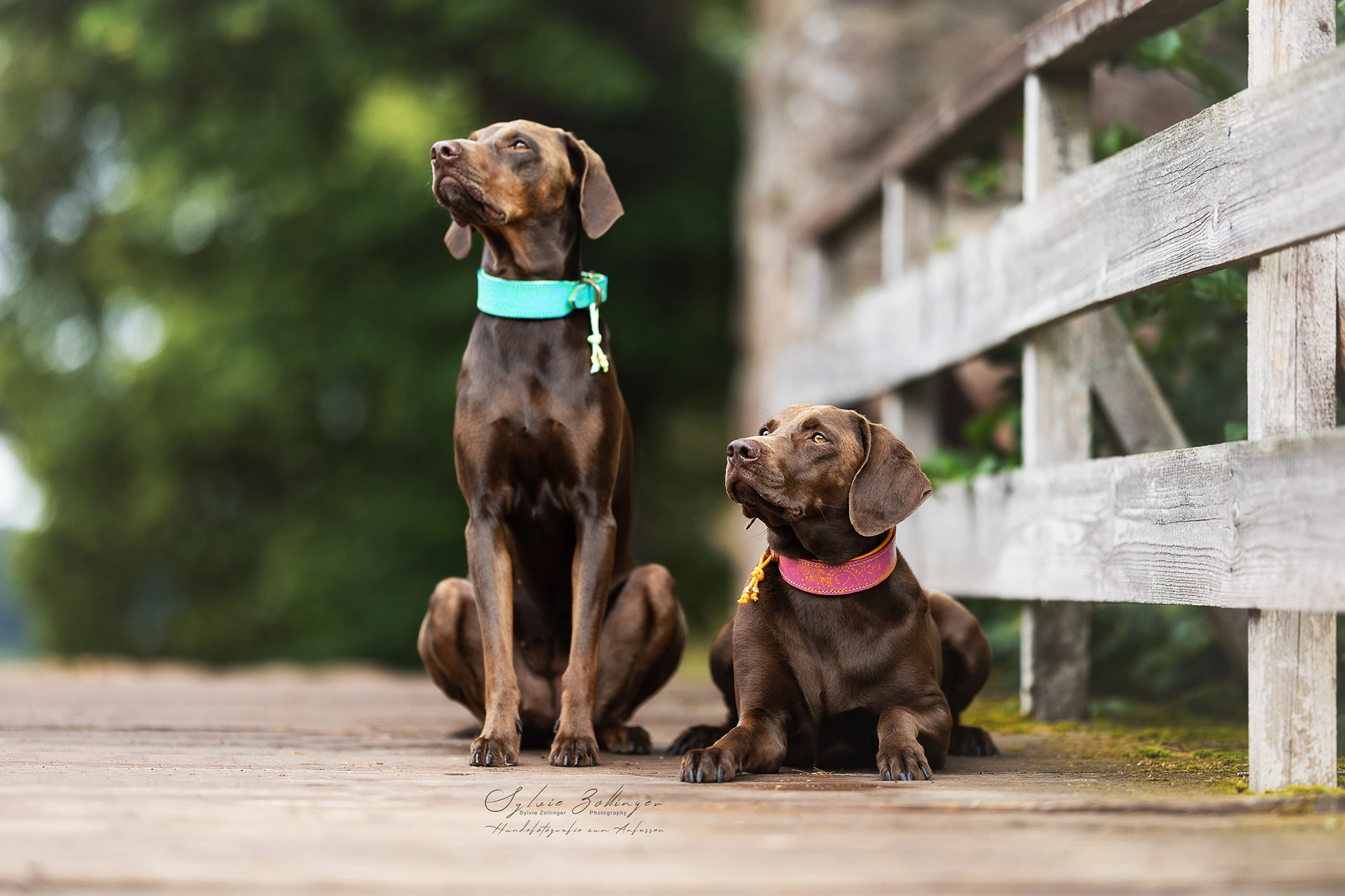 Portraitfotografie Hundefotografie