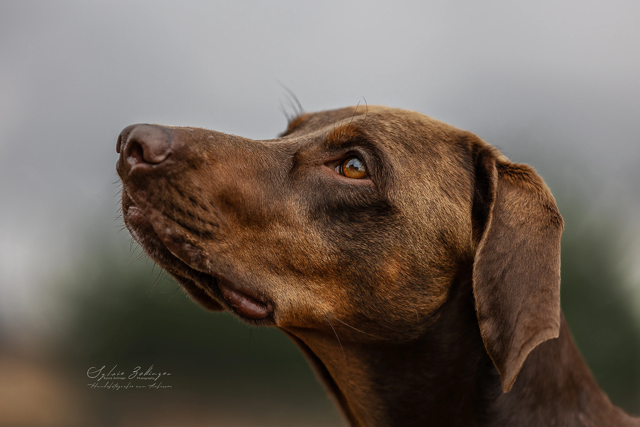 Portraitfotografie Hundefotografie