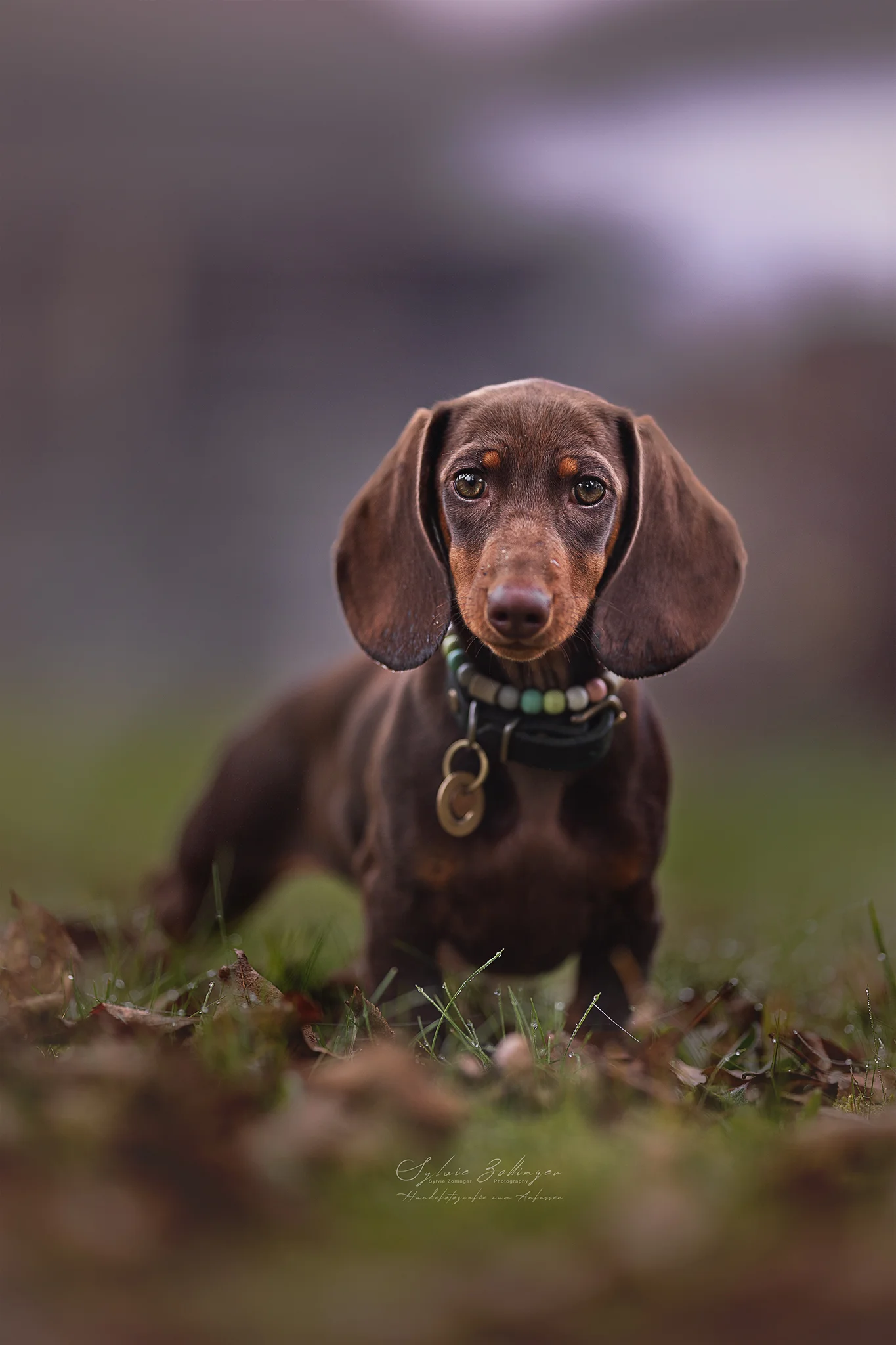 Naturshooting Welpenfotografie