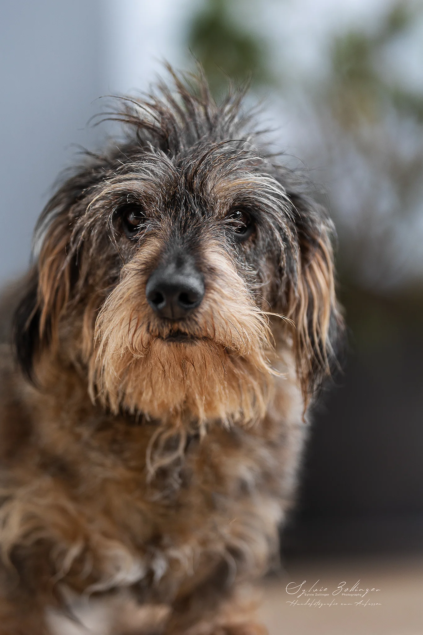 Portraitfotografie Hundefotografie