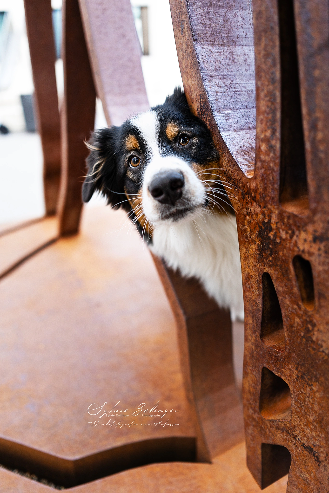 Portraitfotografie Hundeshooting