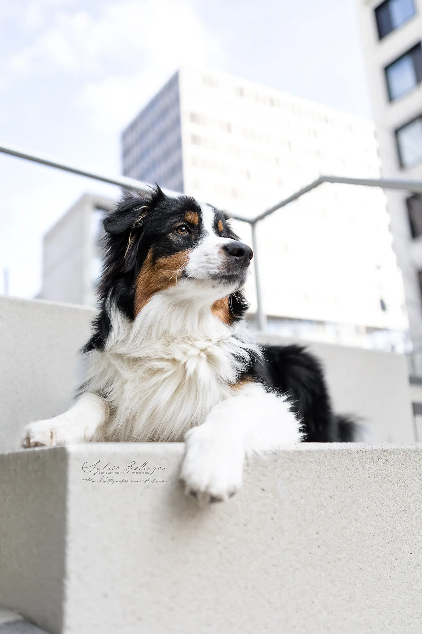 Cityshooting Hundefotografie Portraitfotografie