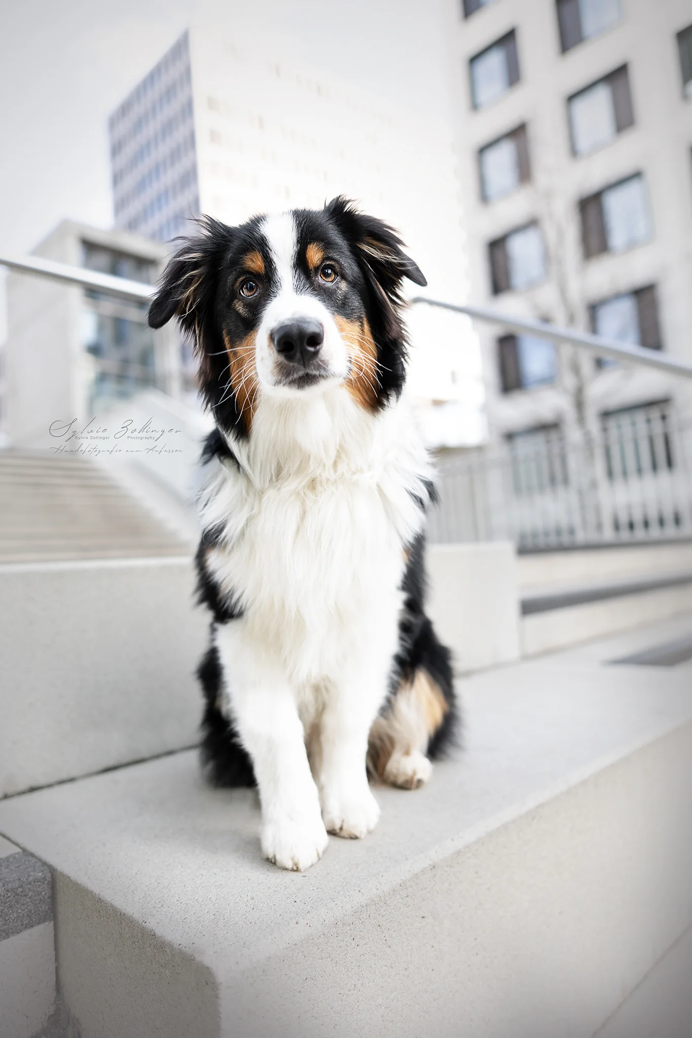 Hundefotografin Muenchen Sky Hirschgarten 282Web