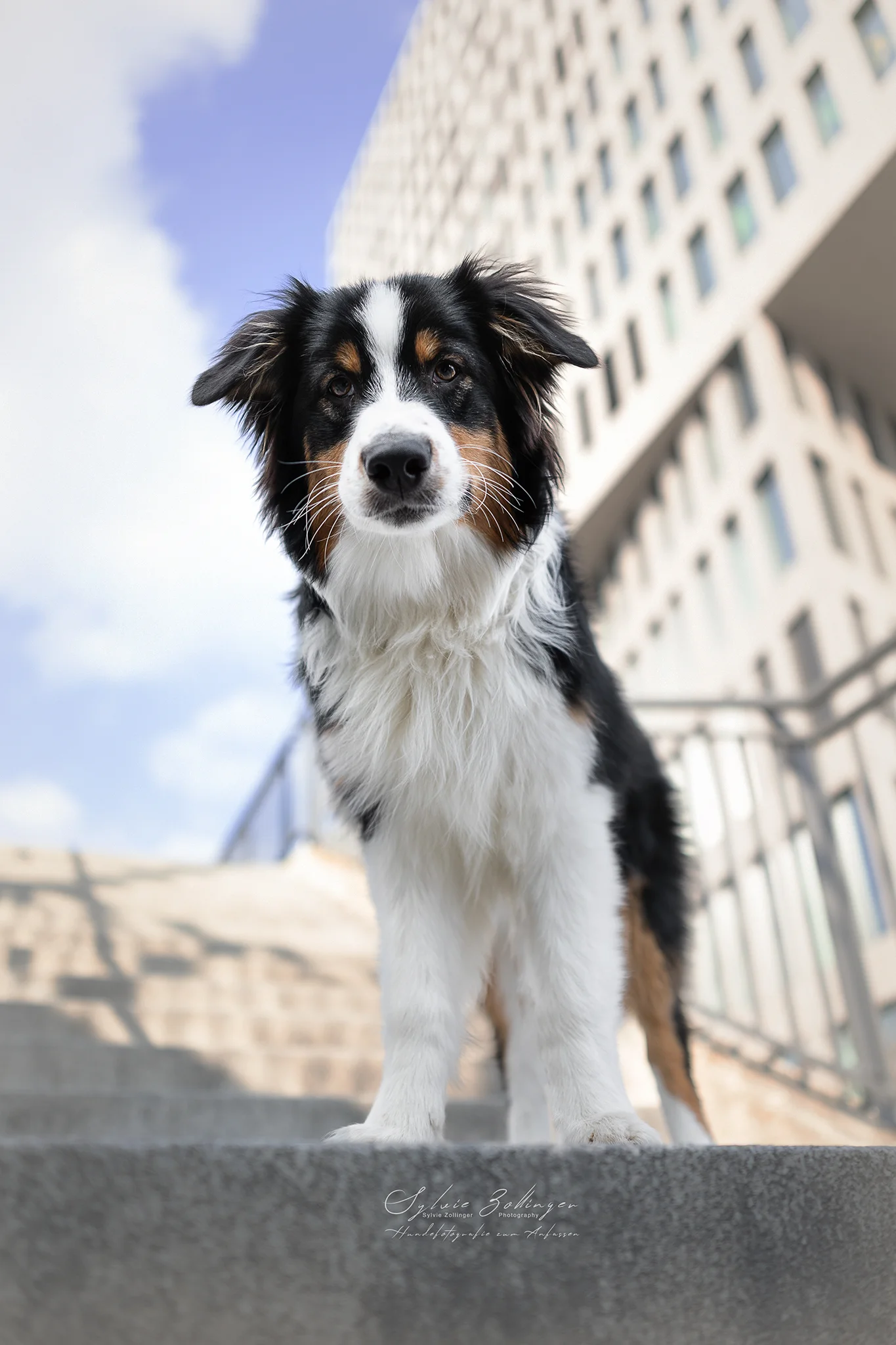 Cityshooting Hundefotografie Portraitfotografie