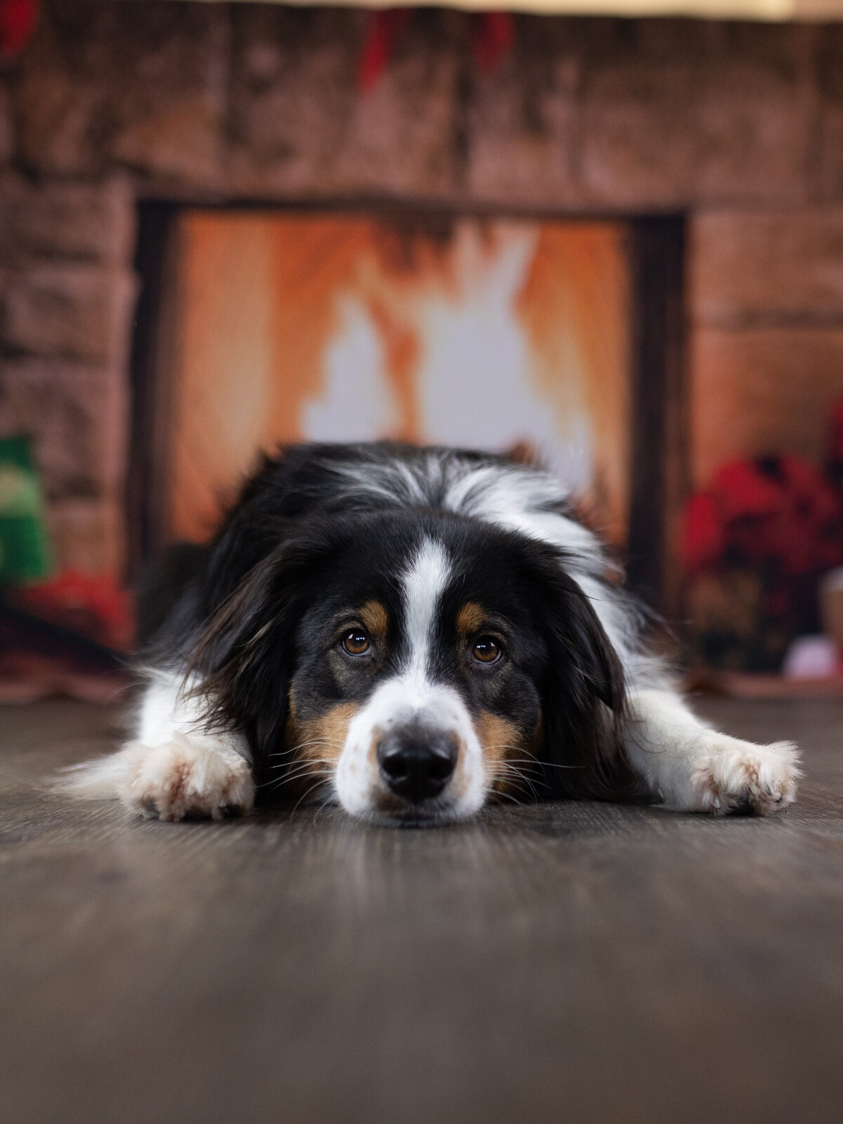 Weihnachtsshooting Hundefotografie