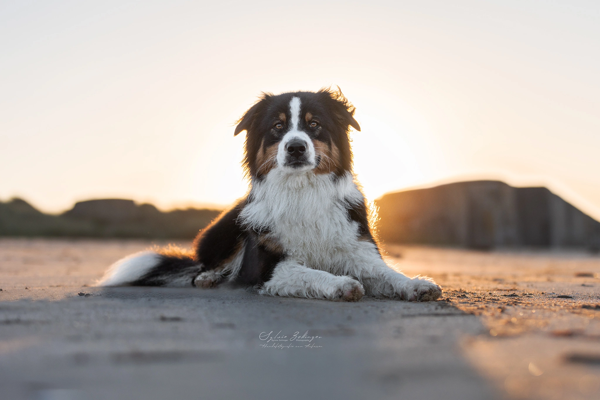 Hundefotografie Naturfotografie