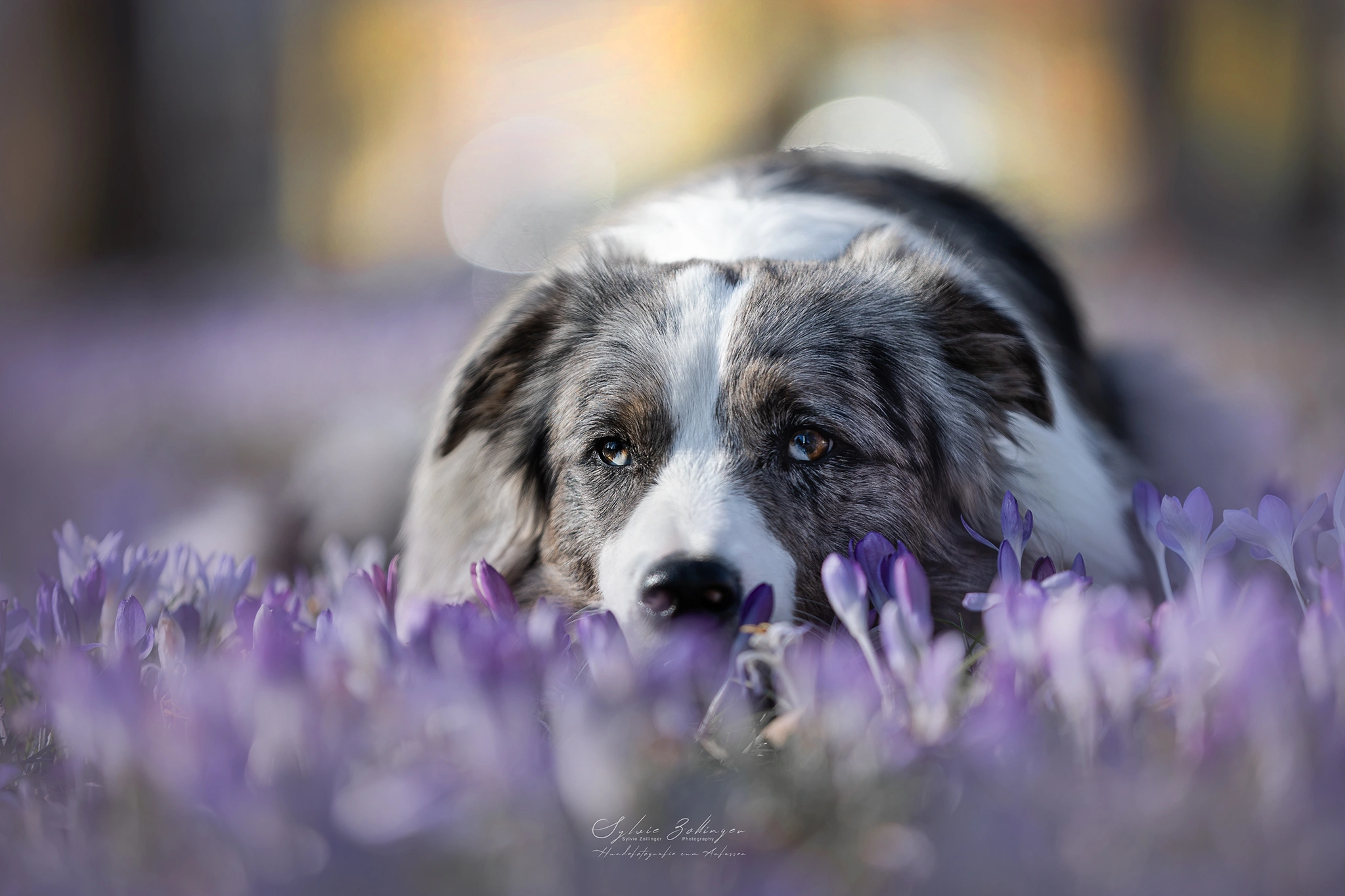 Themenshooting Krokusse Hundefotografie