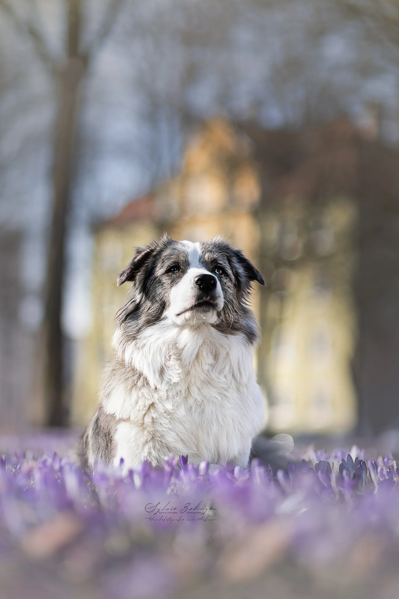 Themenshooting Krokusse Hundefotografie