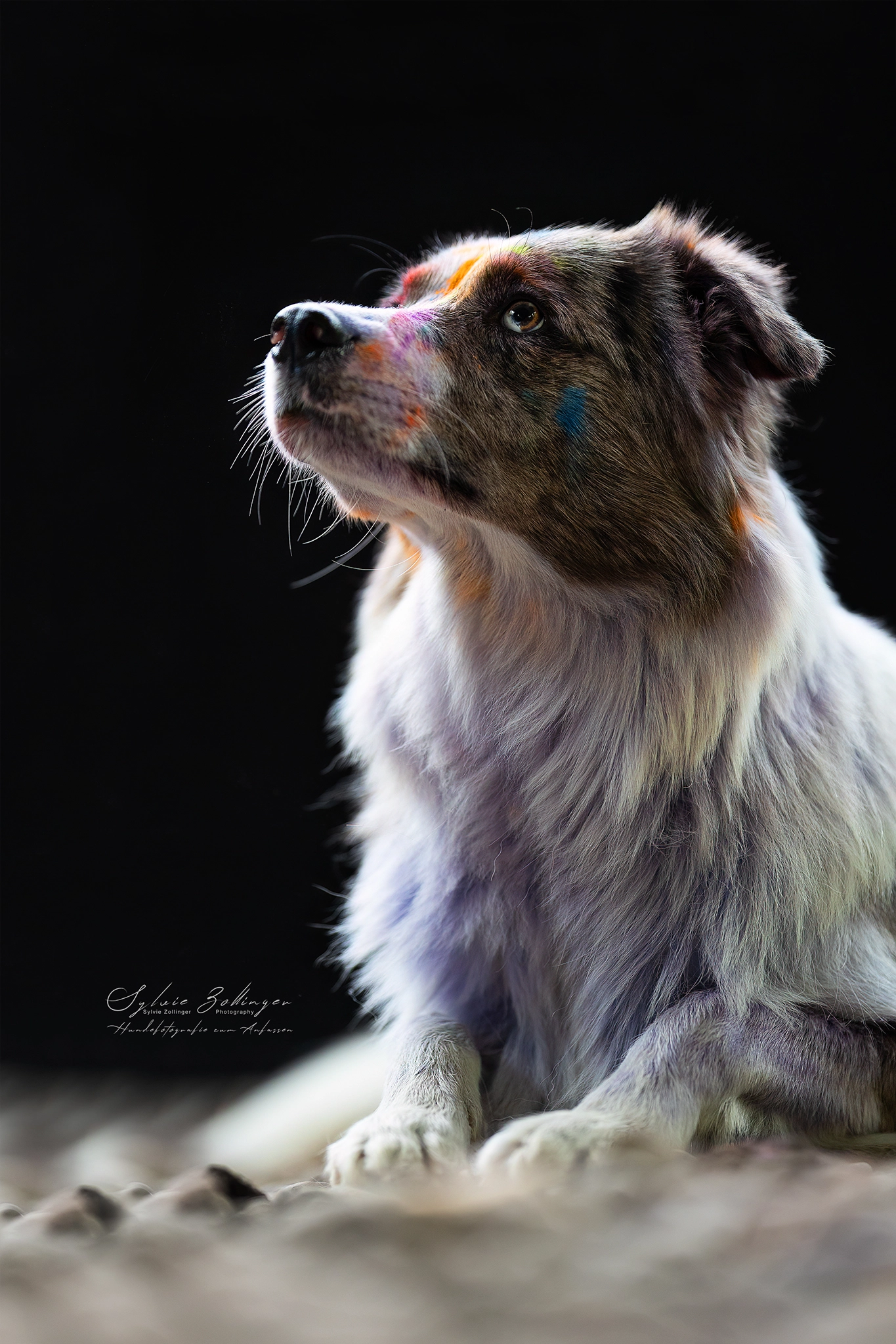 Holishooting Hundefotografie