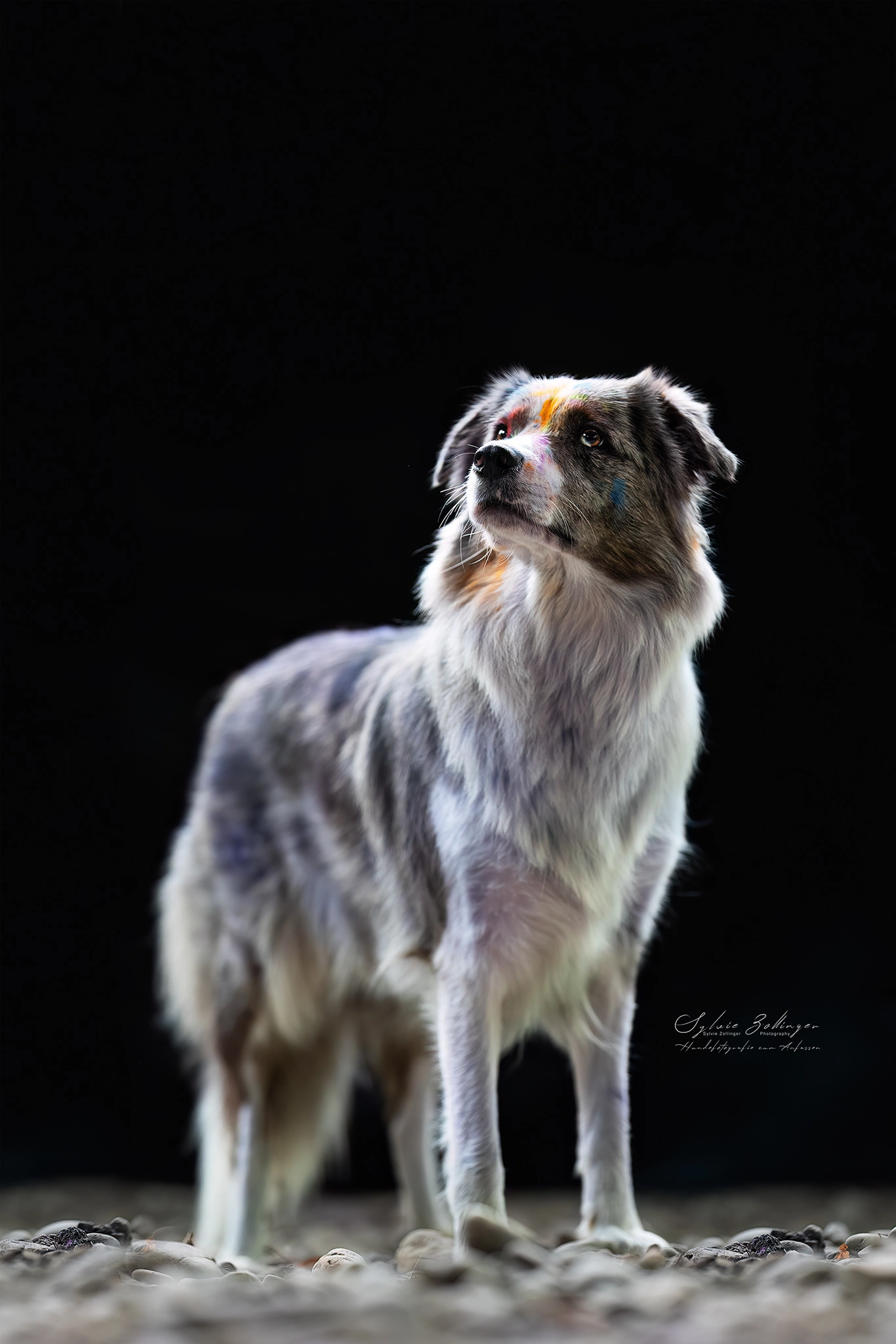 Holishooting Hundefotografie