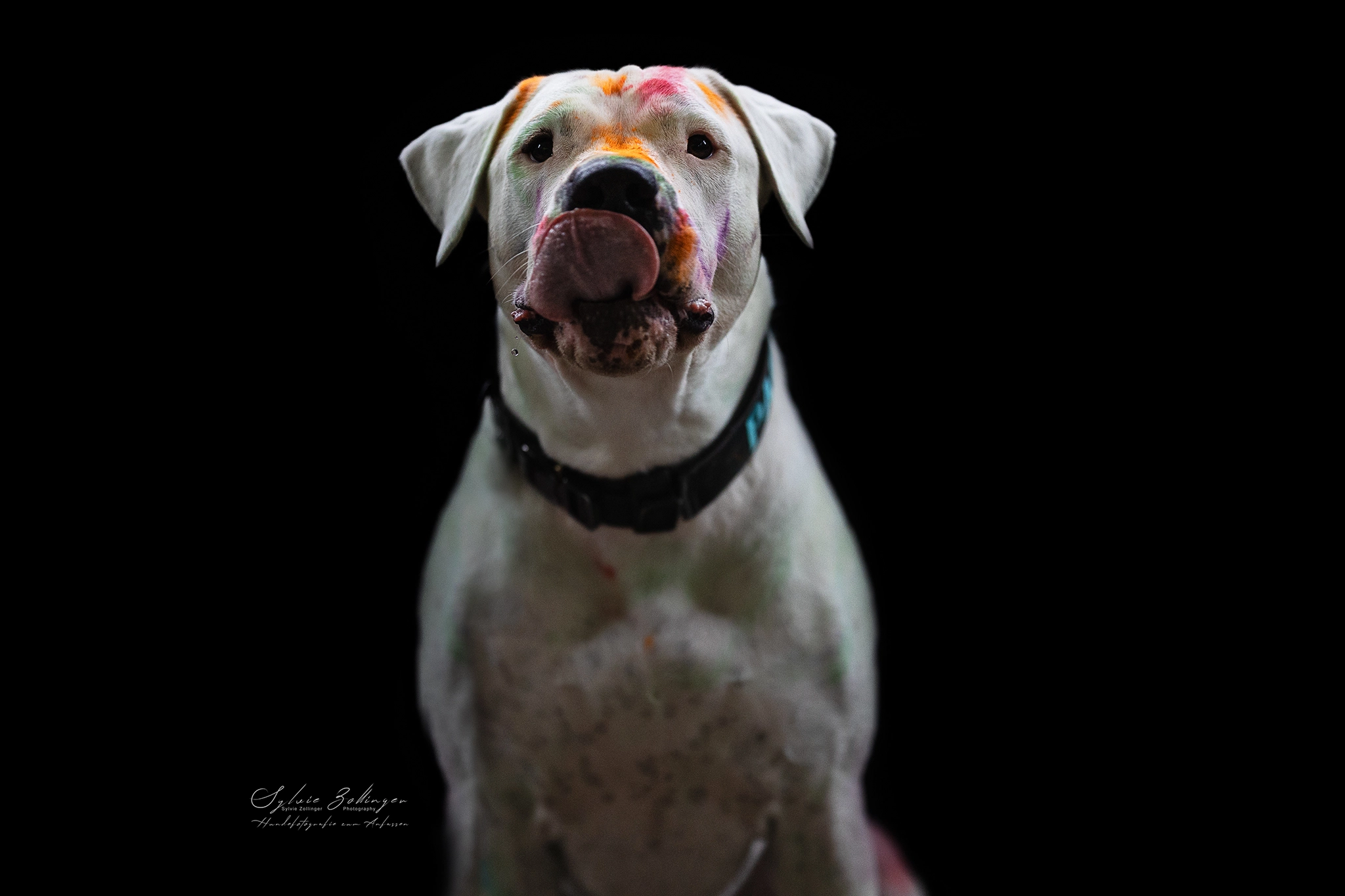 Holishooting Hundefotografie