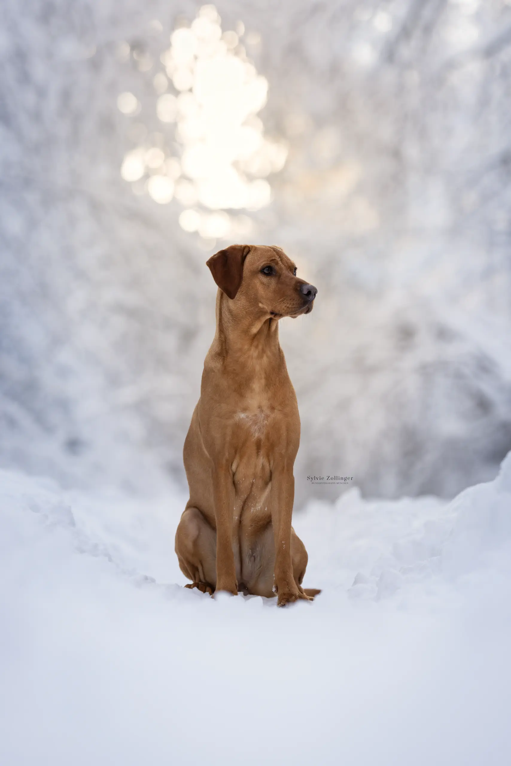 Wintershooting Hundeshooting Naturfotografie