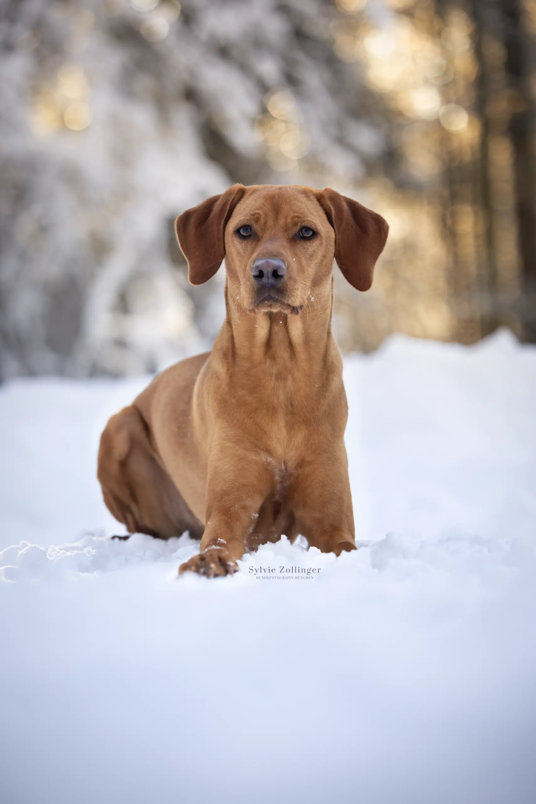 Wintershooting Hundeshooting Naturfotografie