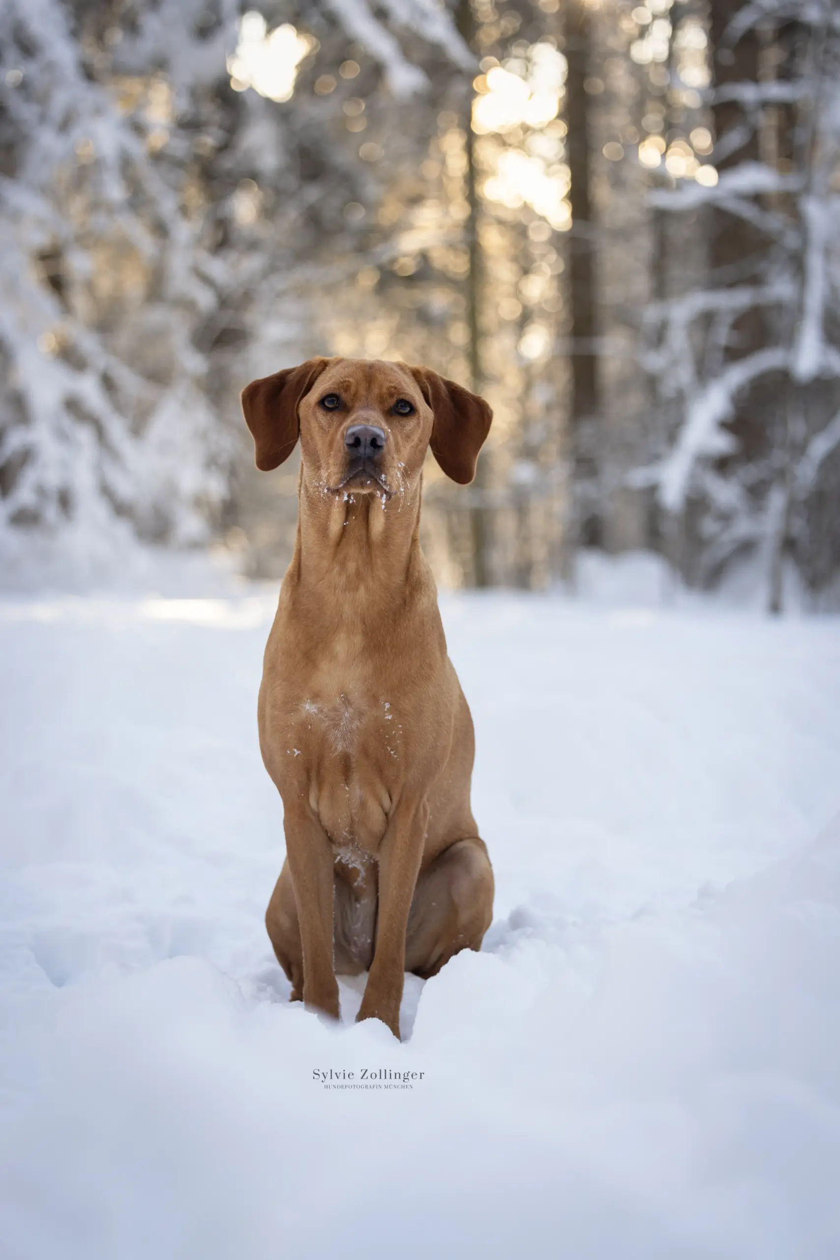 Wintershooting Hundeshooting Naturfotografie