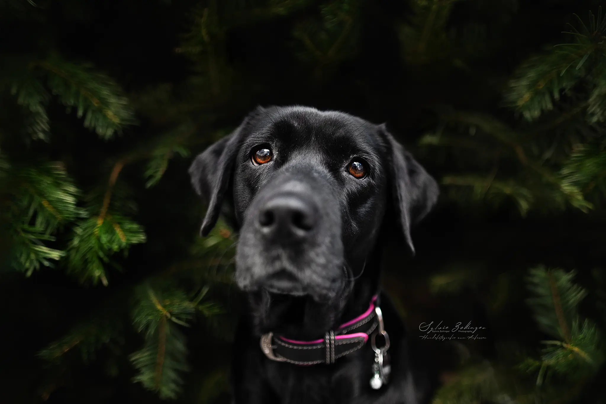 Portraitfotografie Hundeshooting