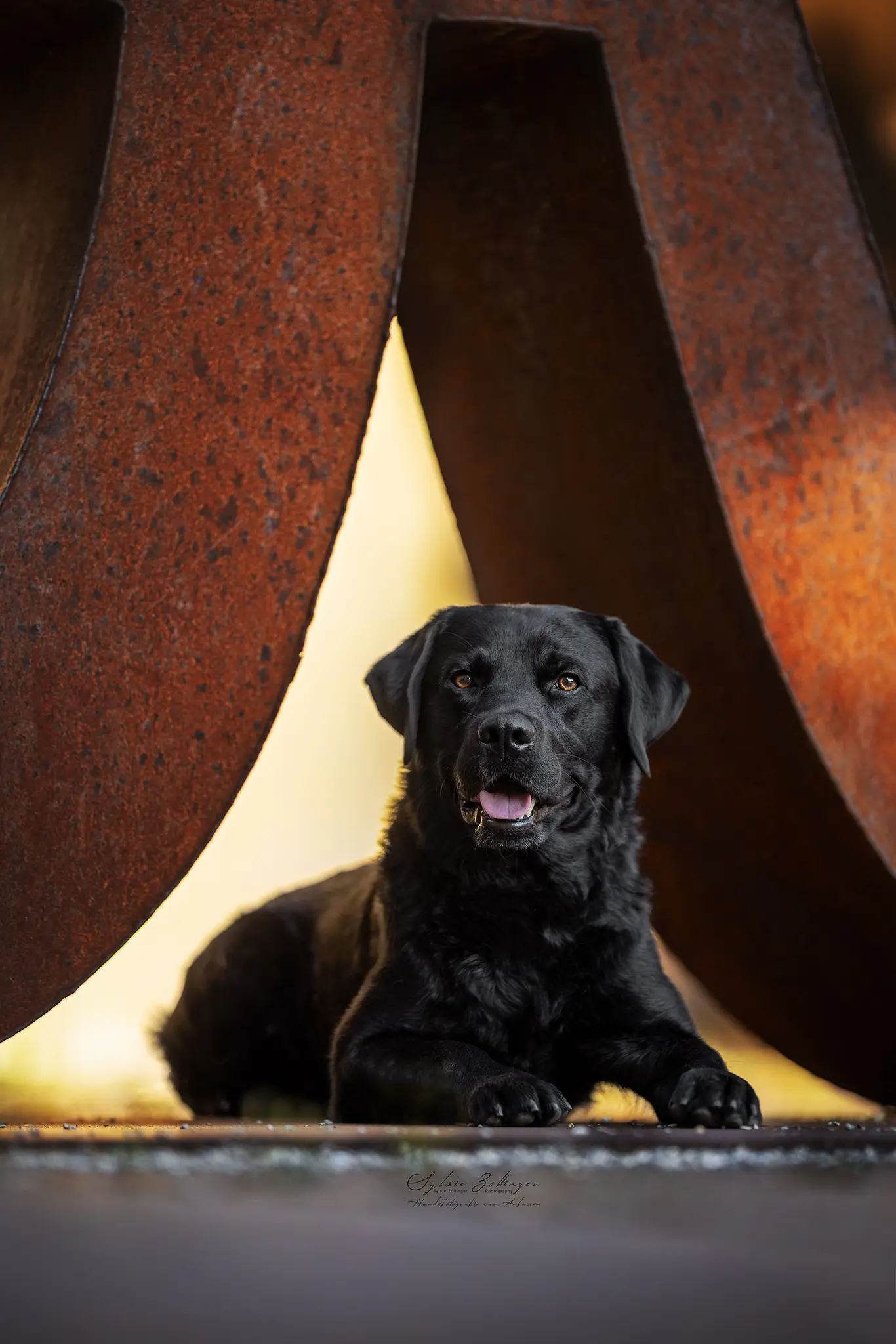 Cityschnauzen Shooting Hundefotografin München