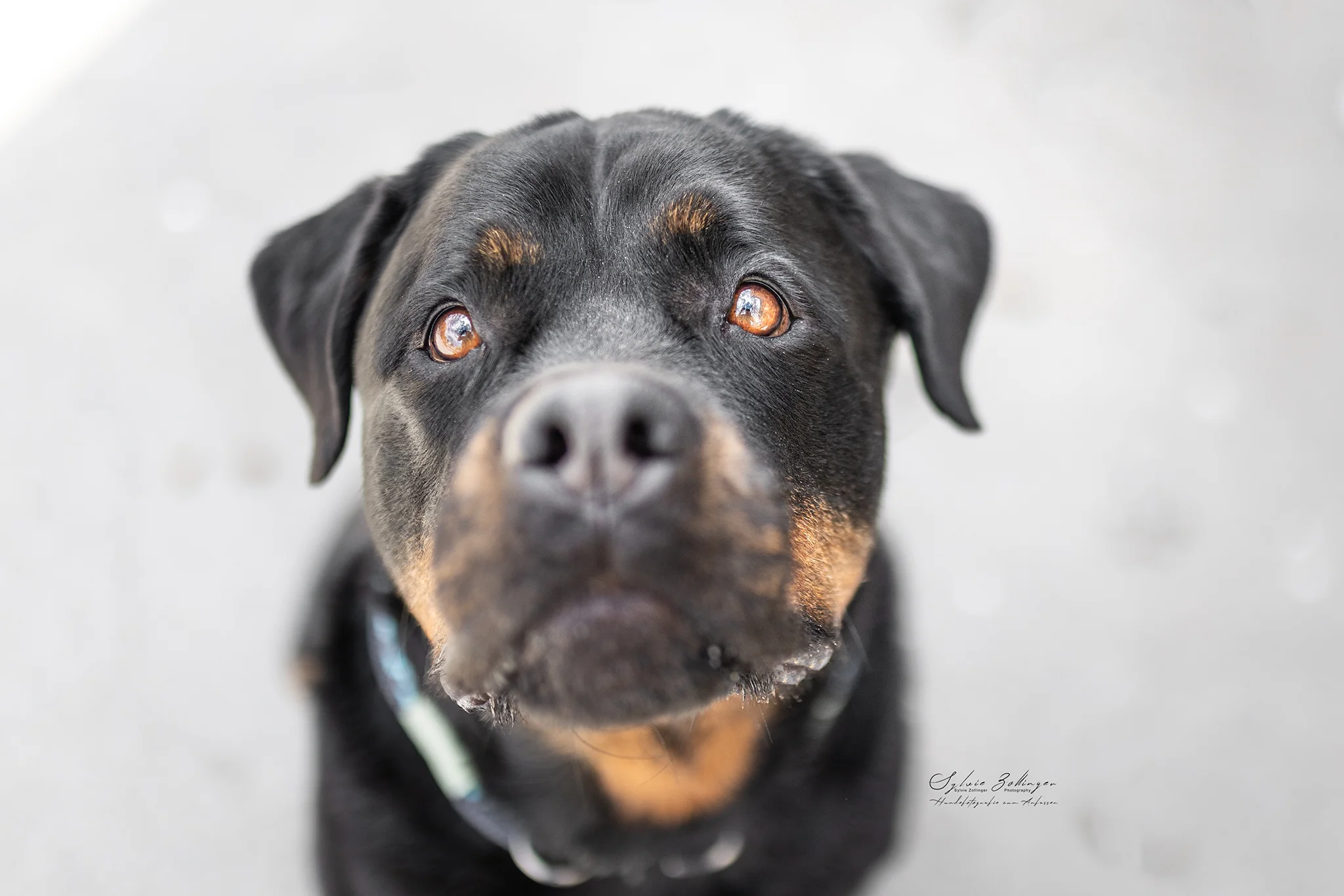 Portraitfotografie Hundefotografie