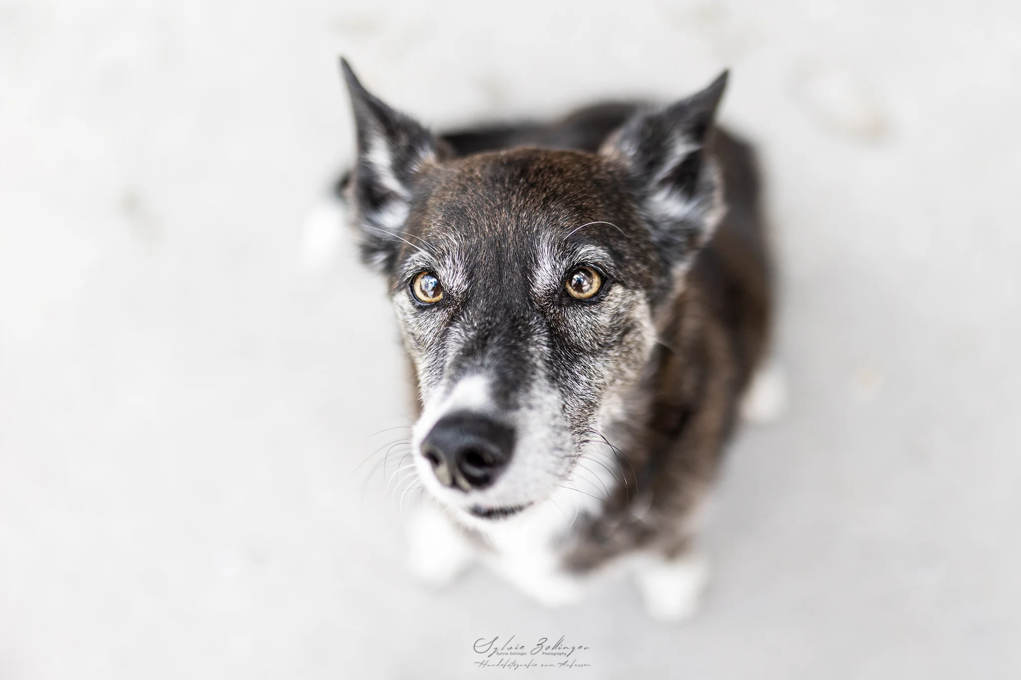 Portraitfotografie Hundefotografie