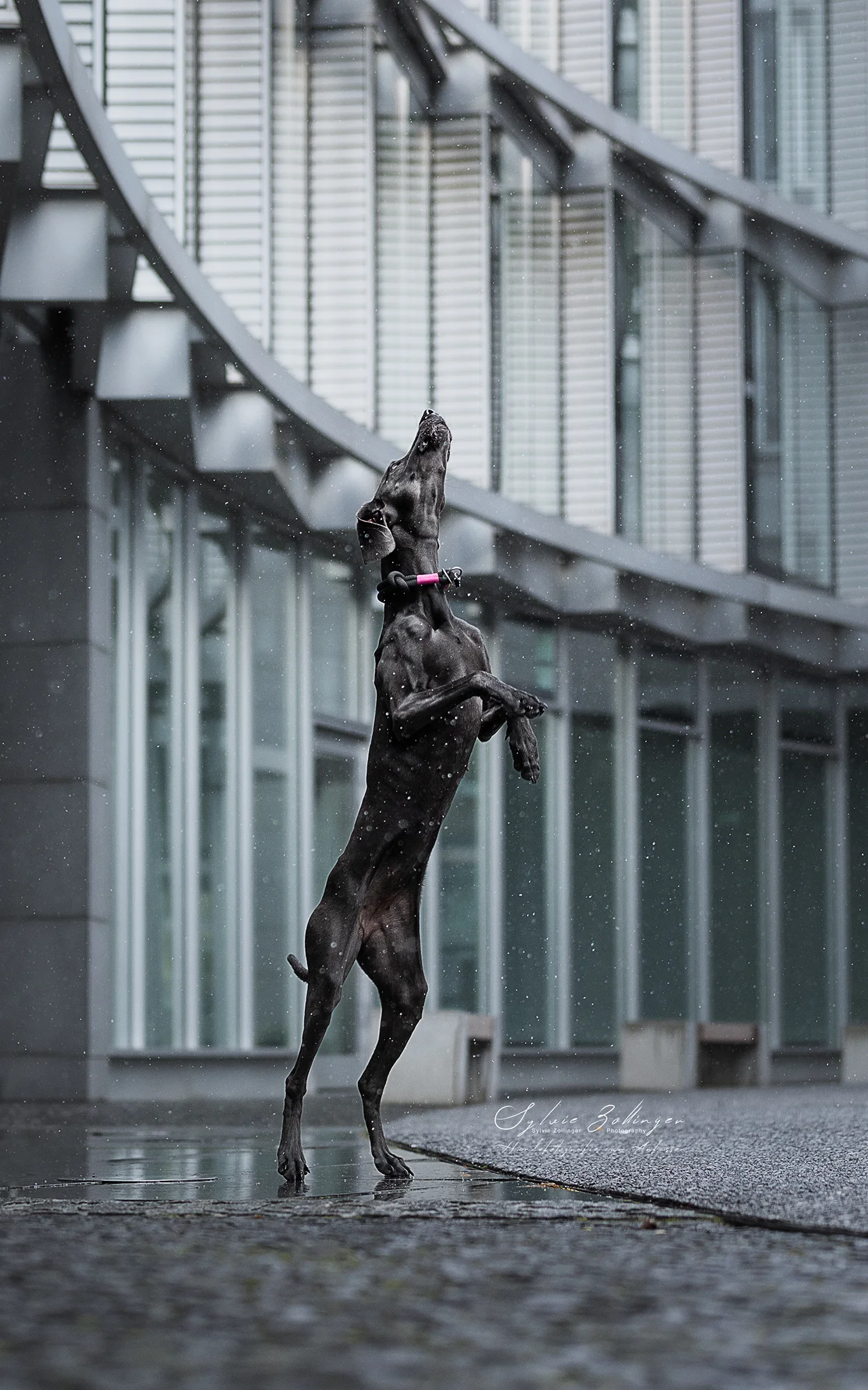 Cityshooting Hundefotografin München