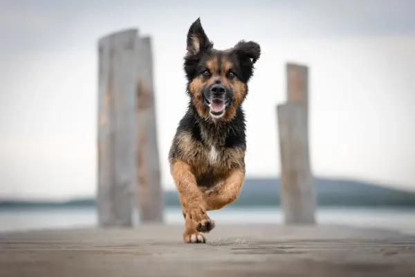 Actionshooting Hundefotografie