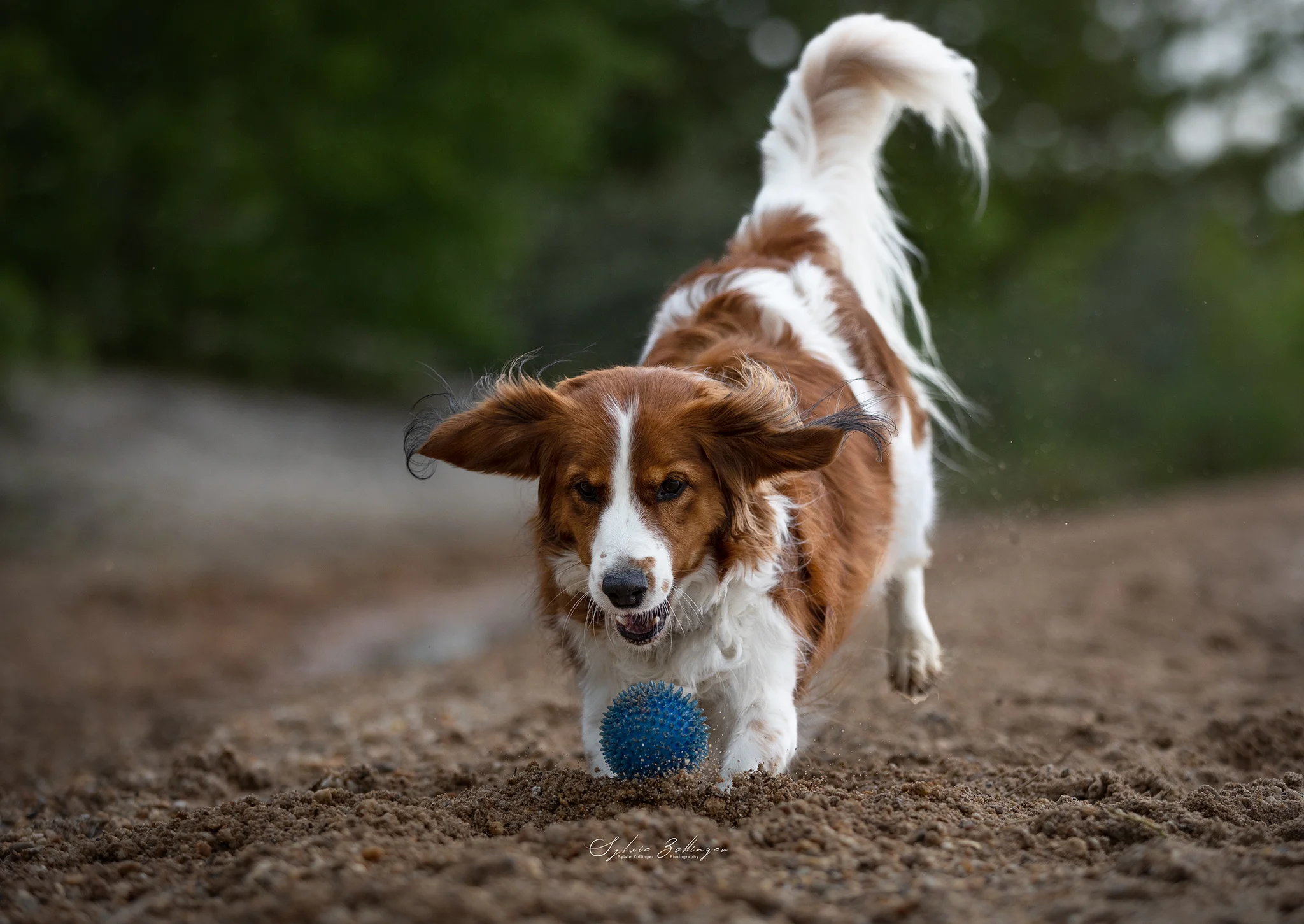 Actionshooting Hundefotografie