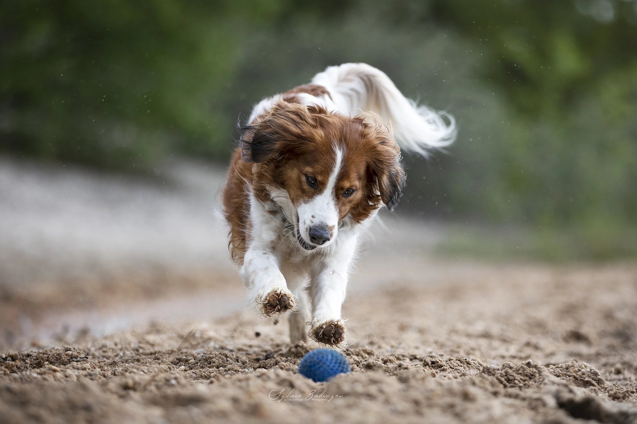 Actionshooting Hundefotografie