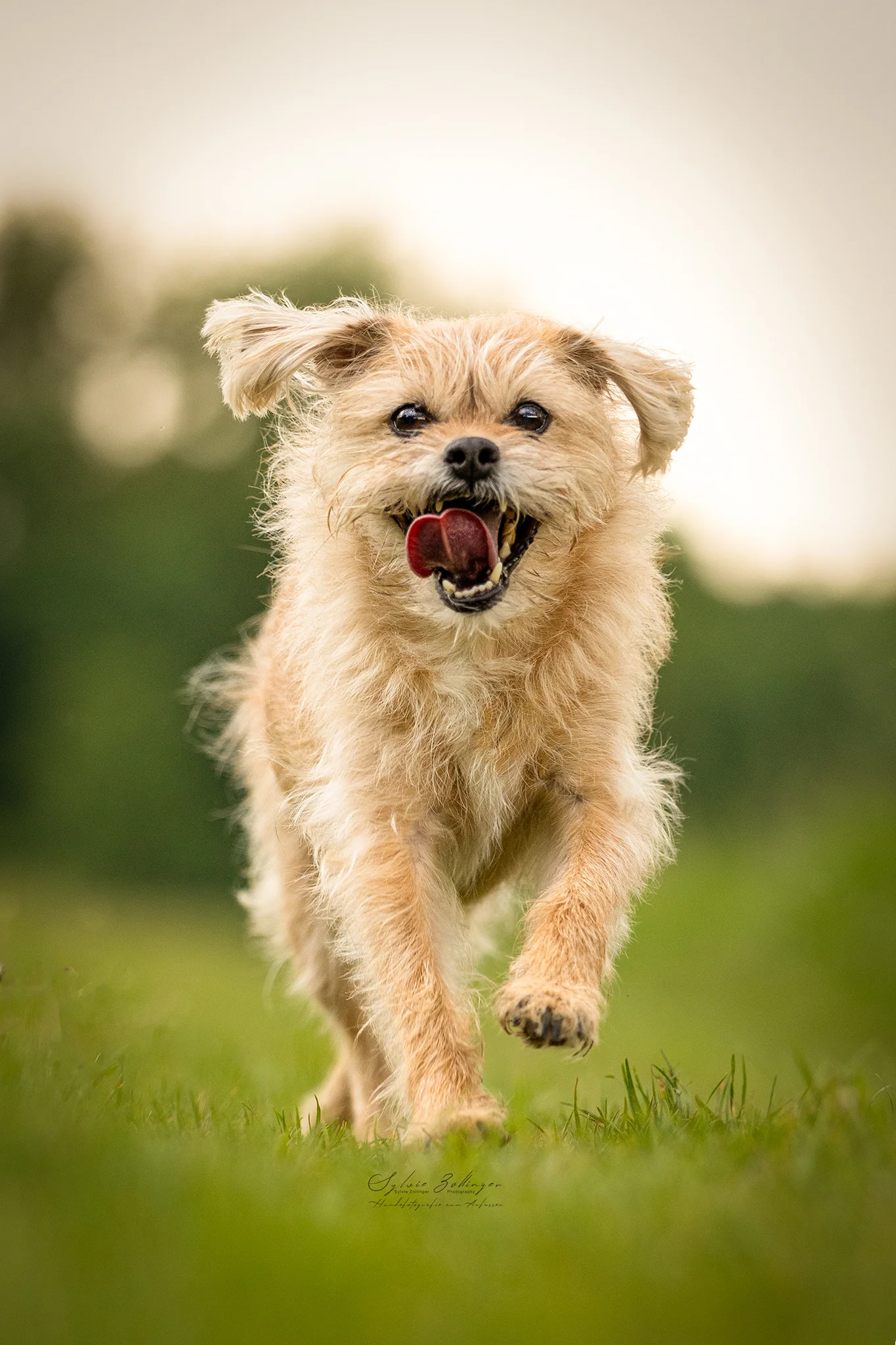 Actionshooting Hundefotografie