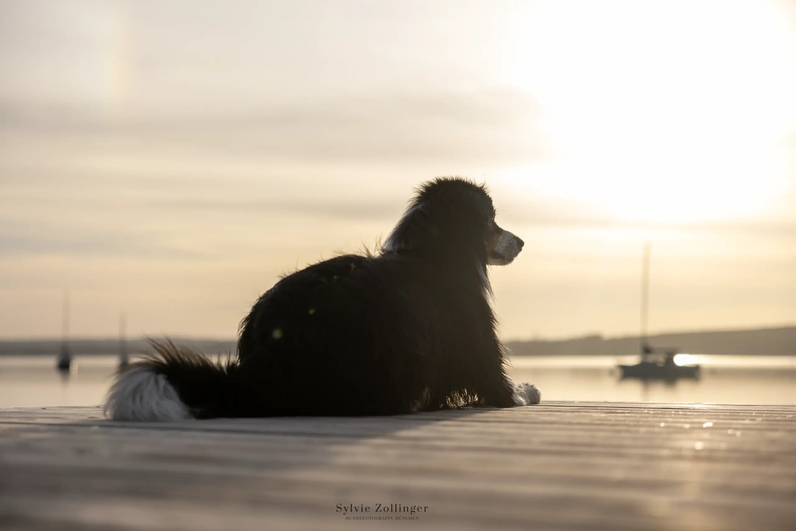 Hundefotografie Naturfotografie