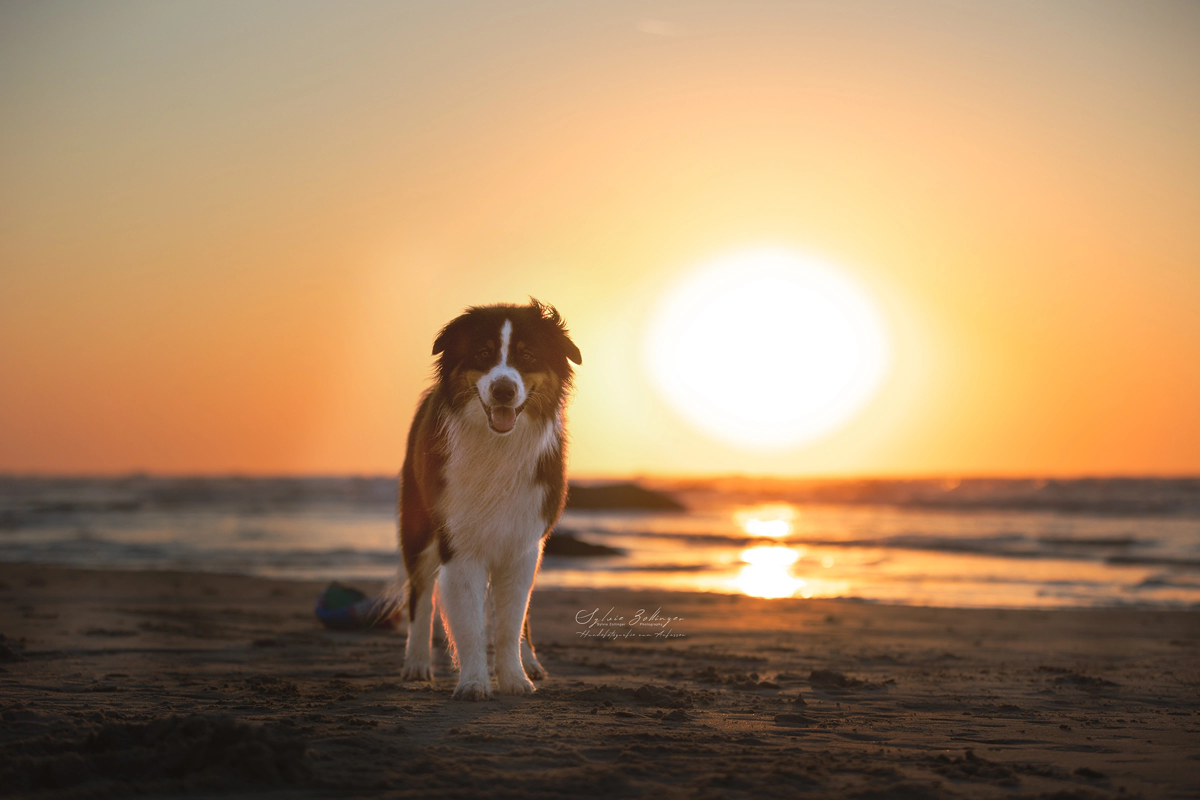 Hundefotografie Naturshooting