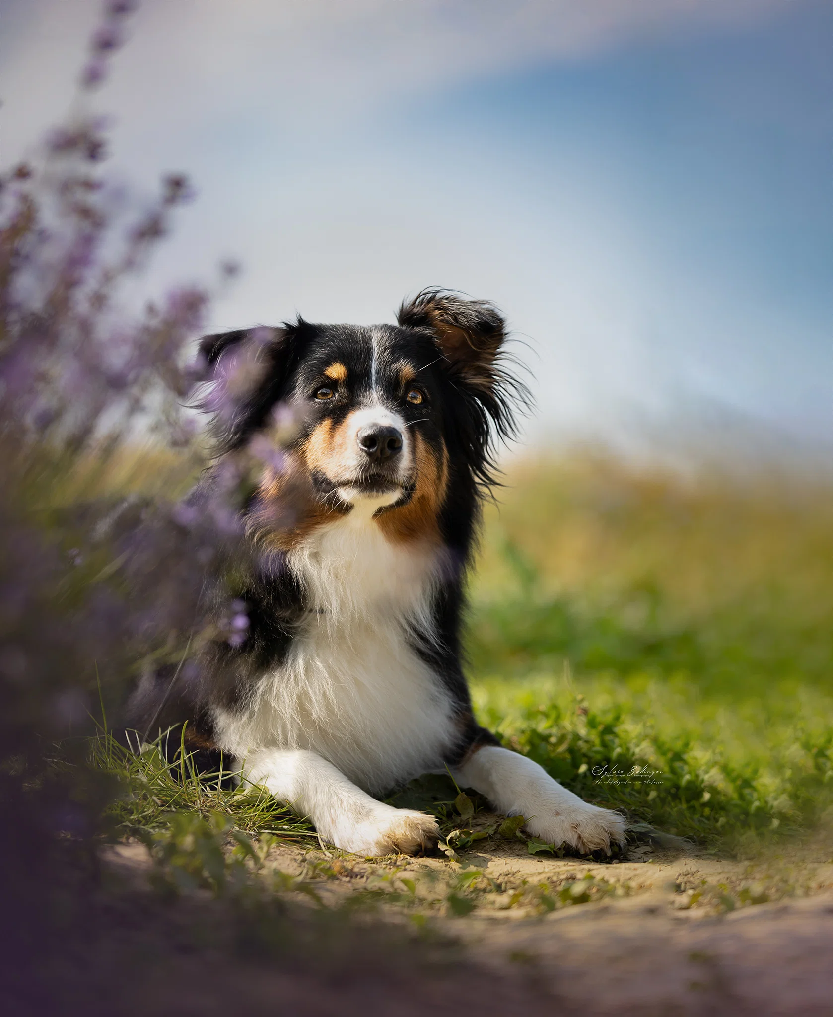 Themenshooting Lavendel