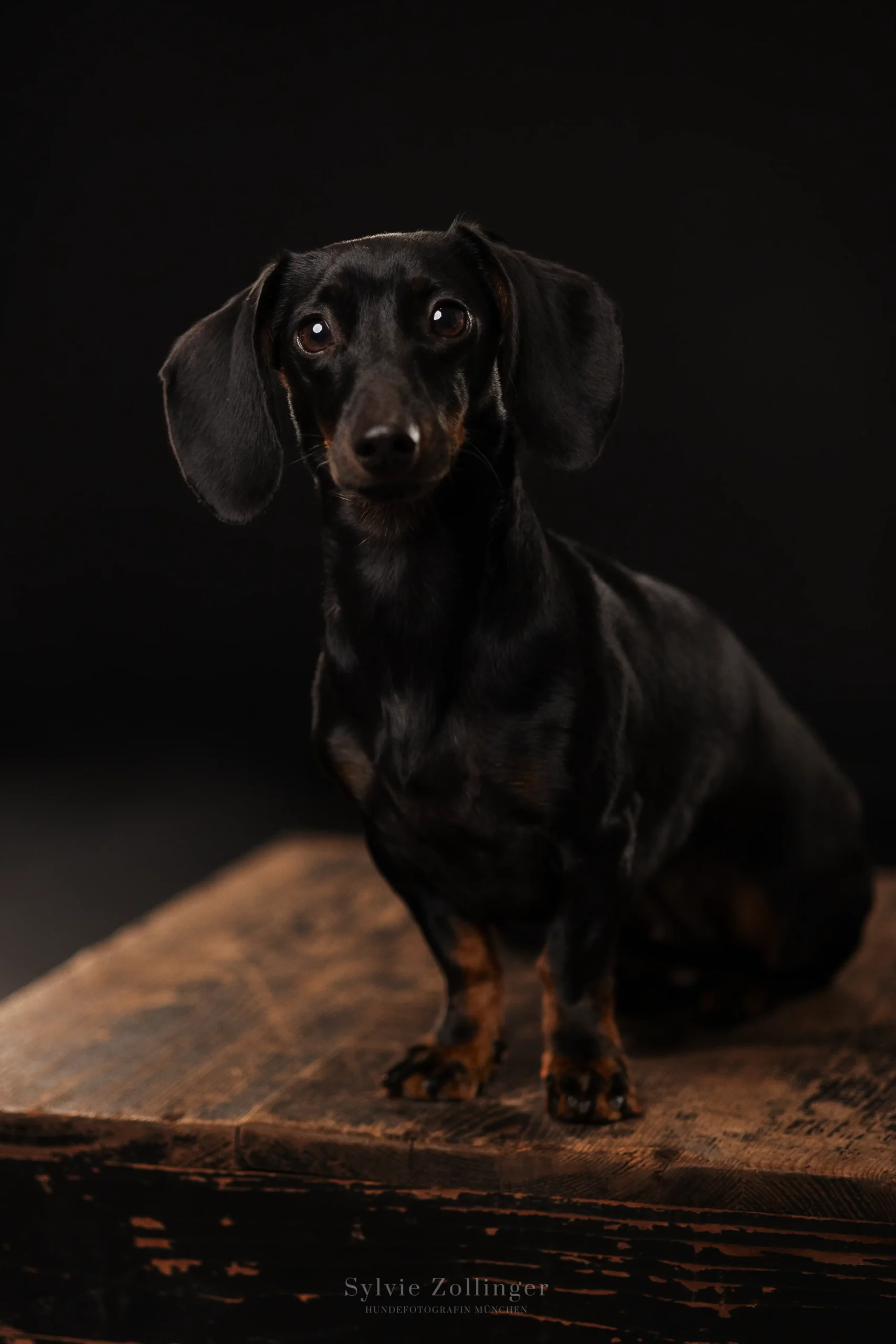 Studioshooting Hundefotografie