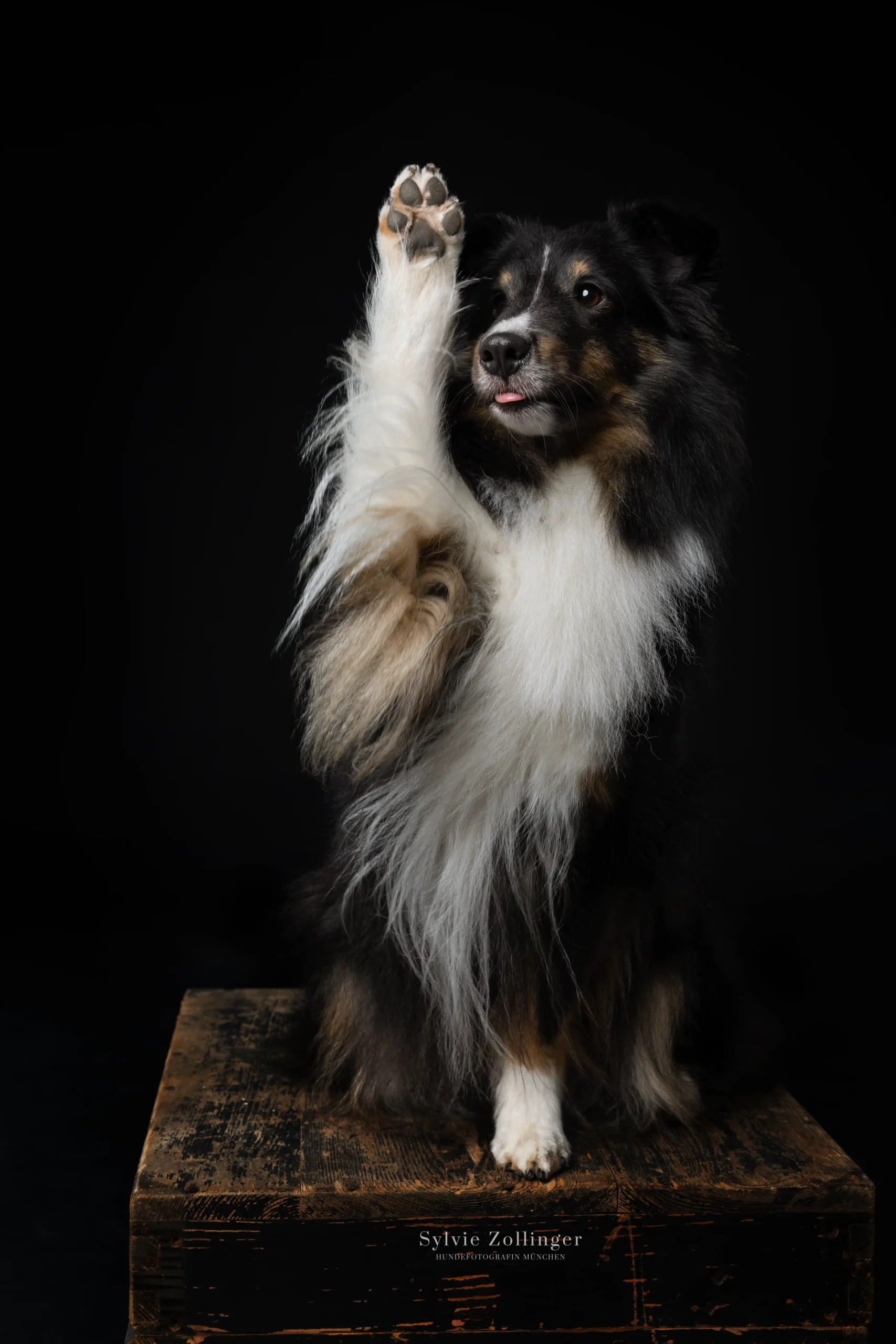 Studioshooting Hundefotografie