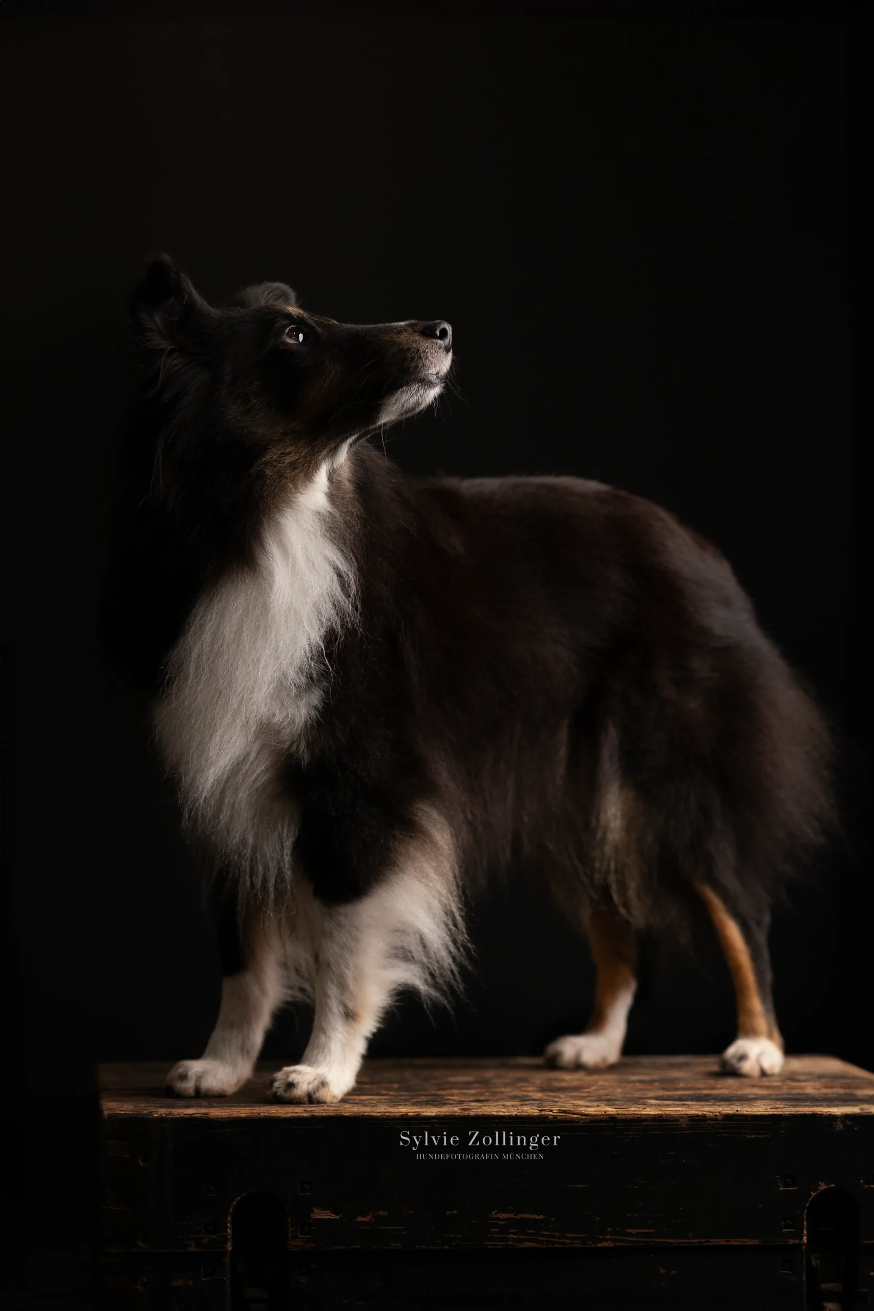 Studioshooting Hundefotografie